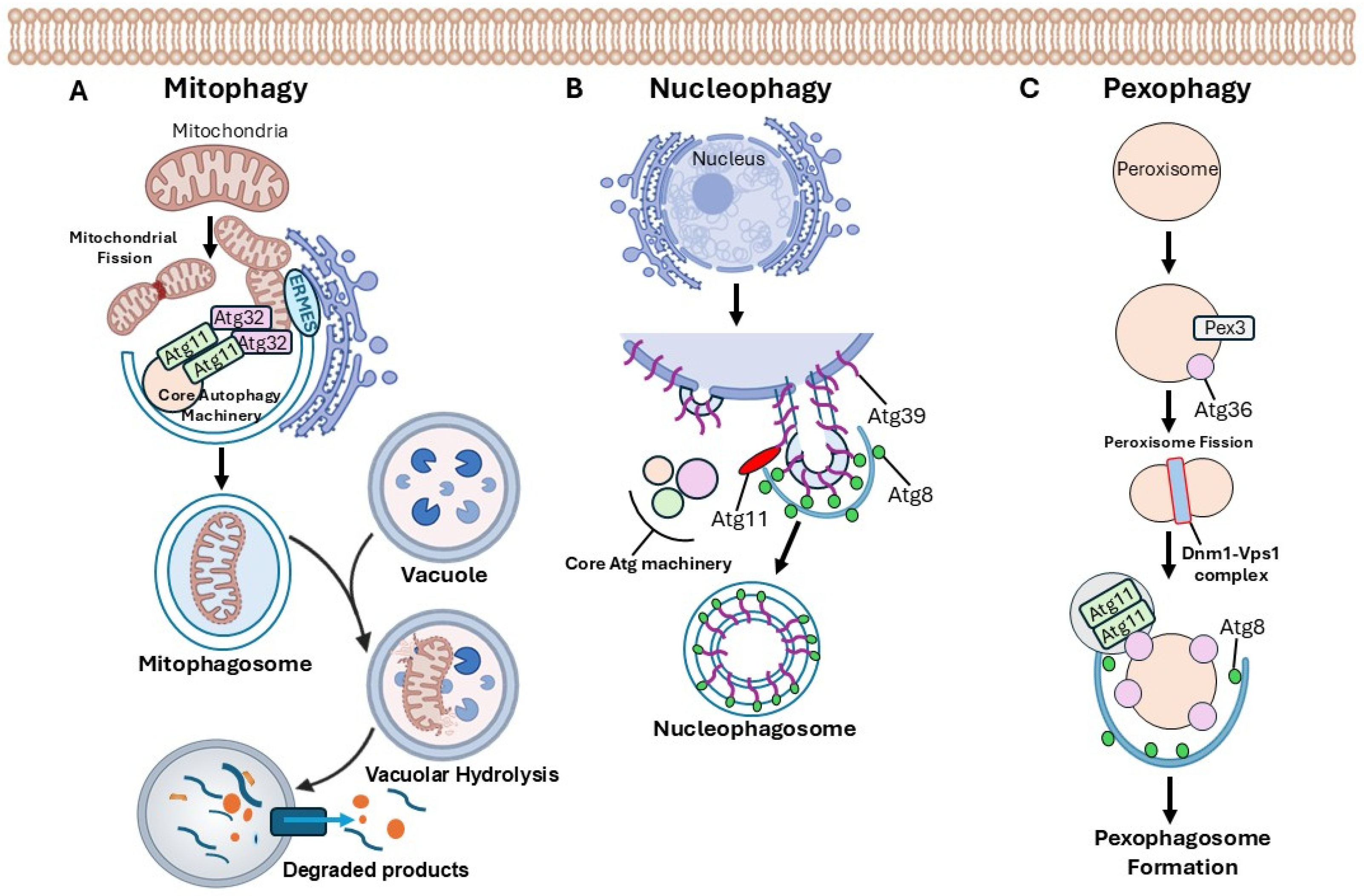 Preprints 208211 g001