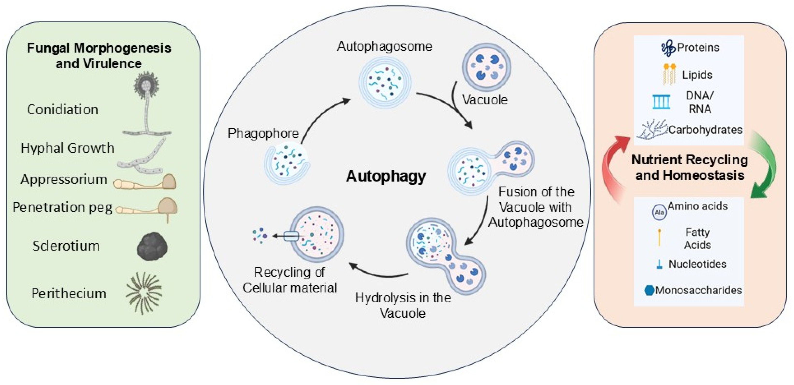 Preprints 208211 g002