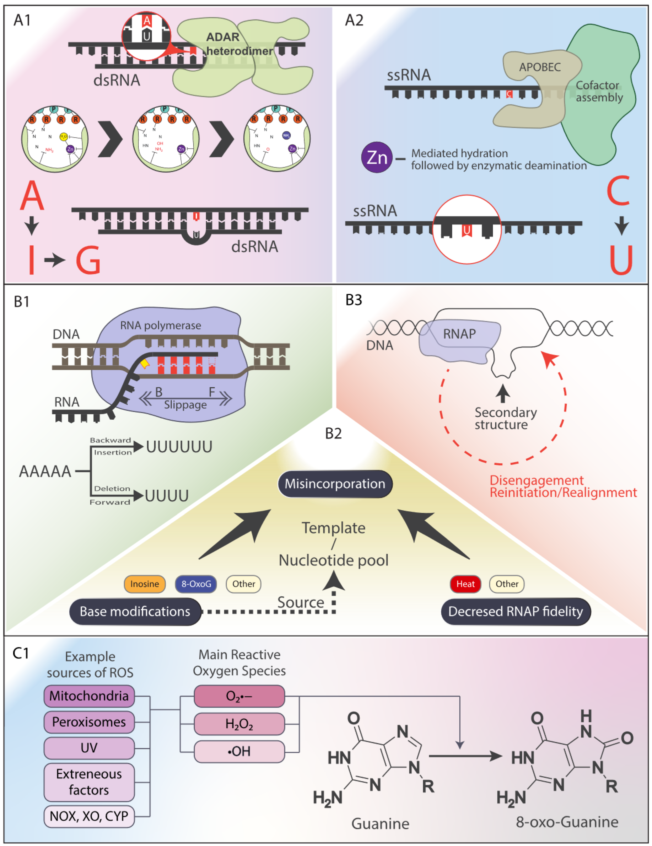Preprints 150962 g001