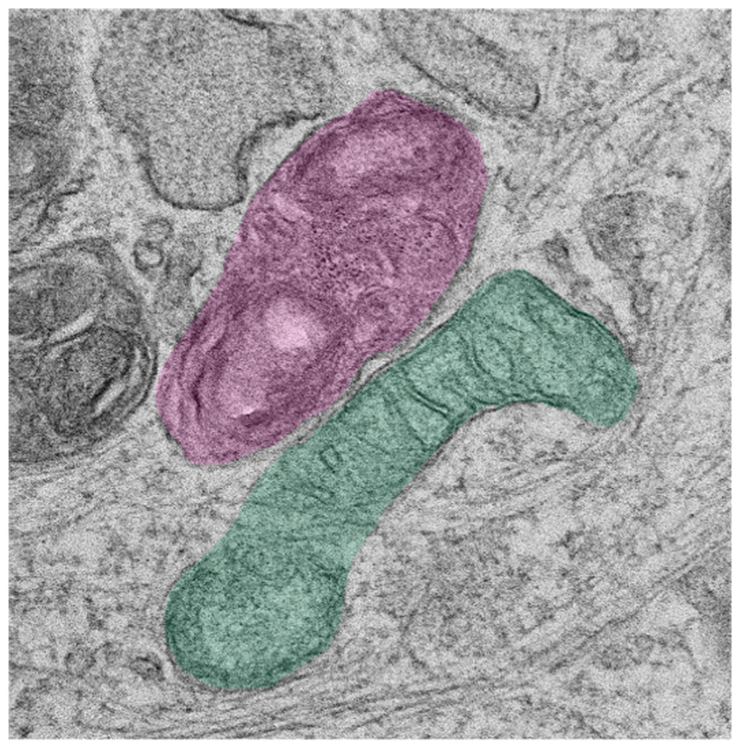 Preprints 144389 g001