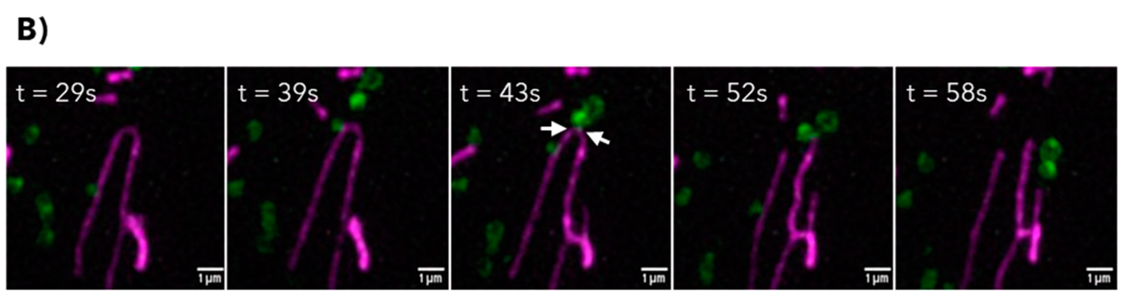 Preprints 144389 g003