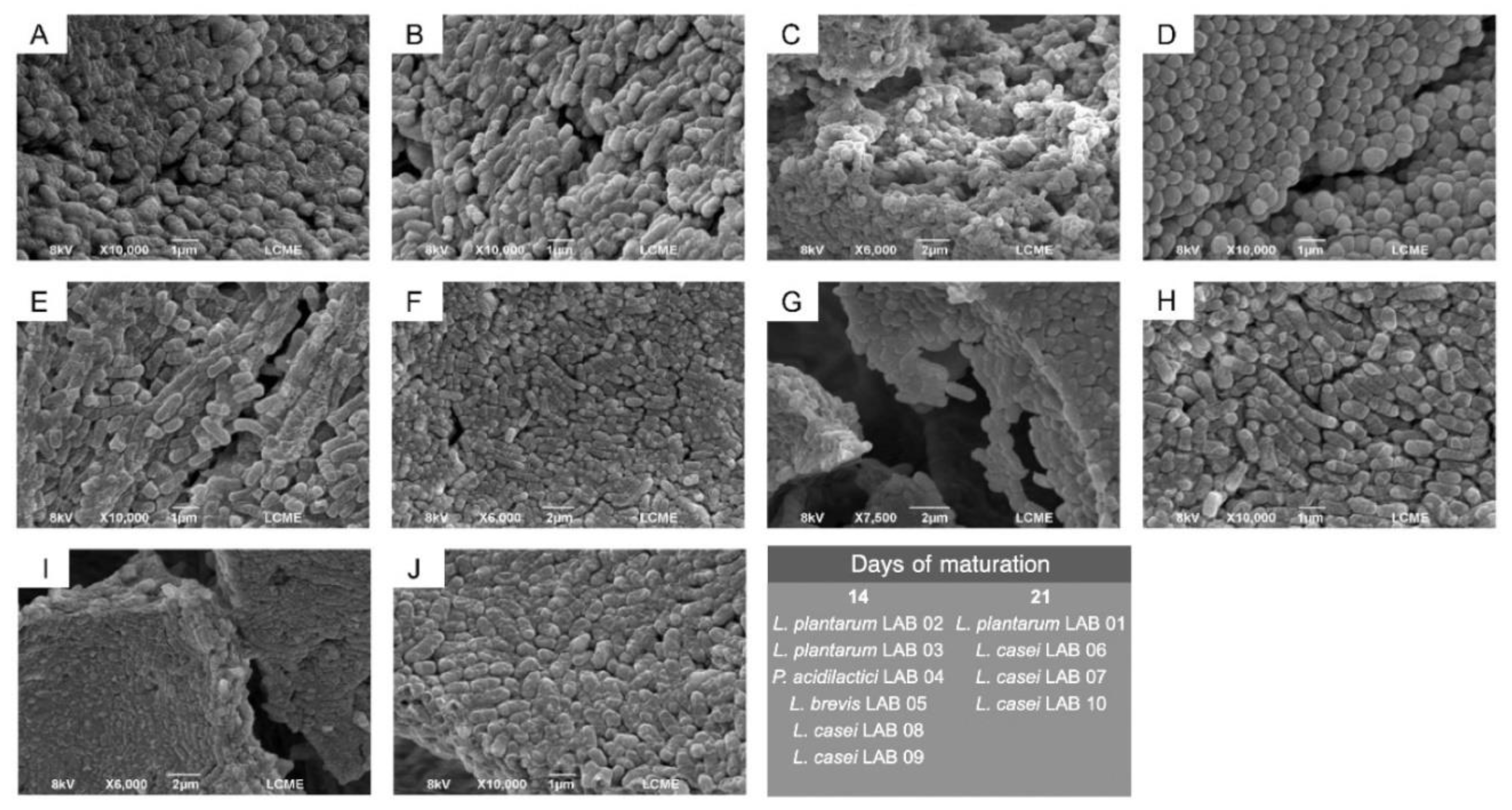 Preprints 192941 g001
