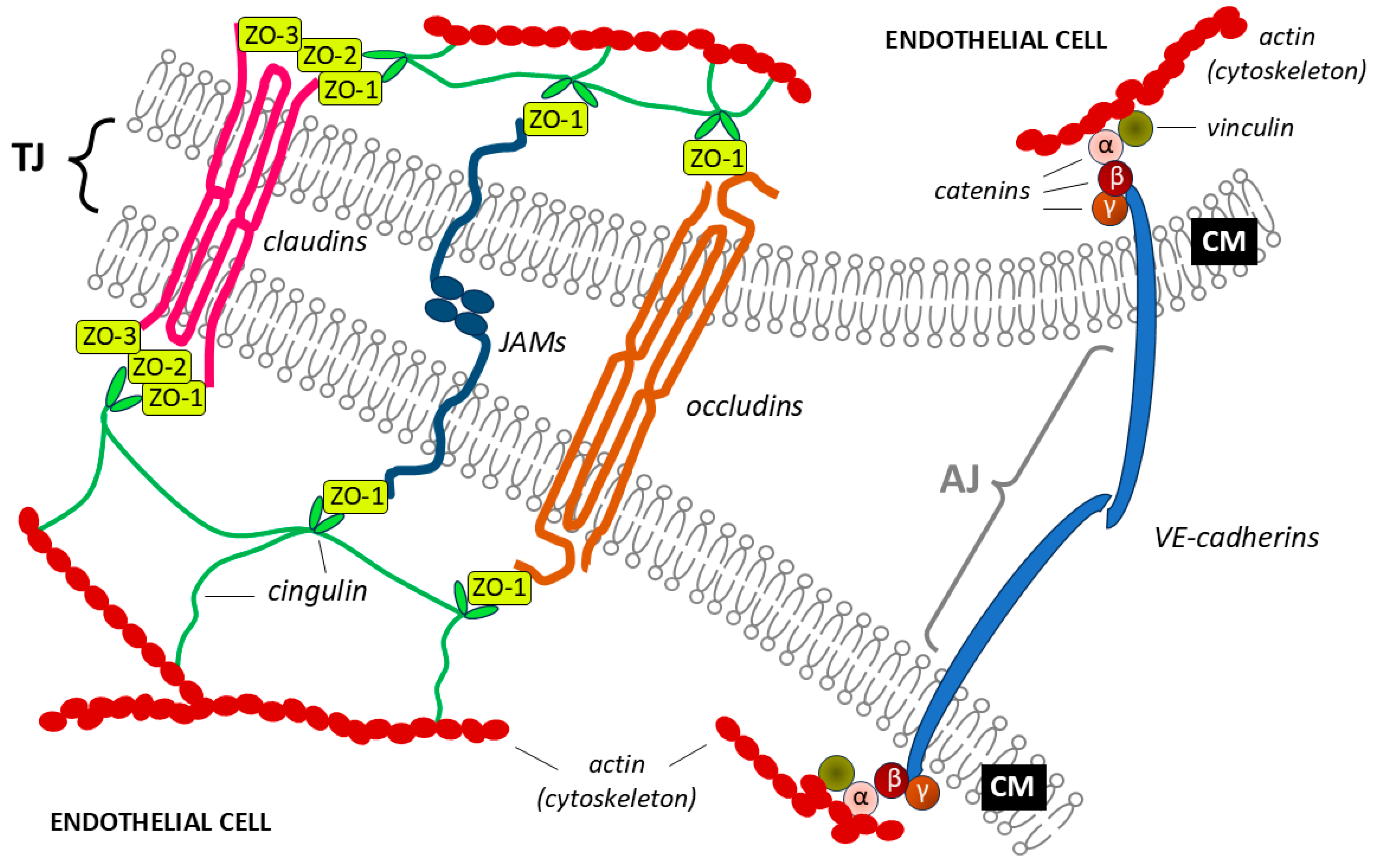 Preprints 140793 g002