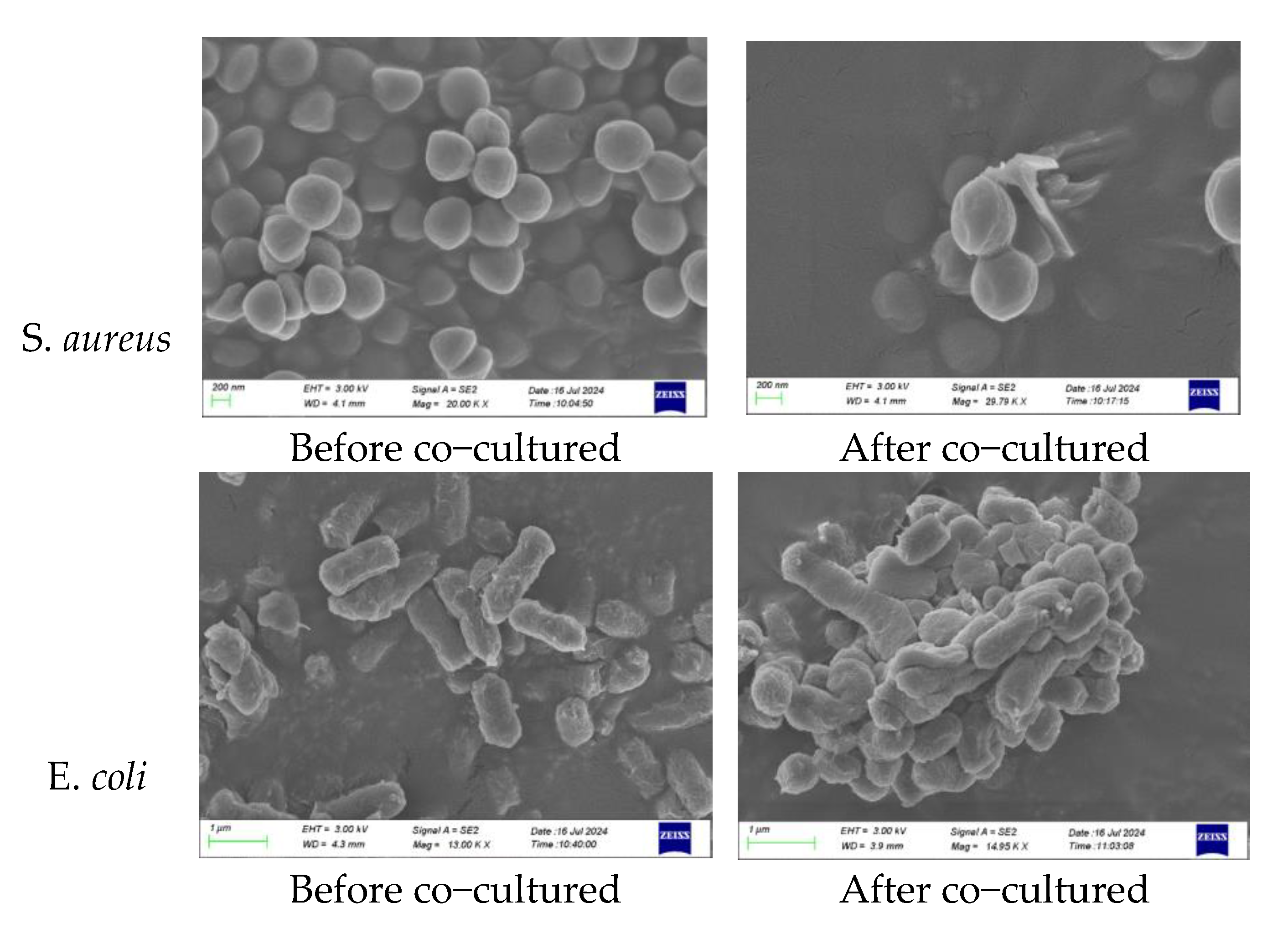 Preprints 206216 g004a