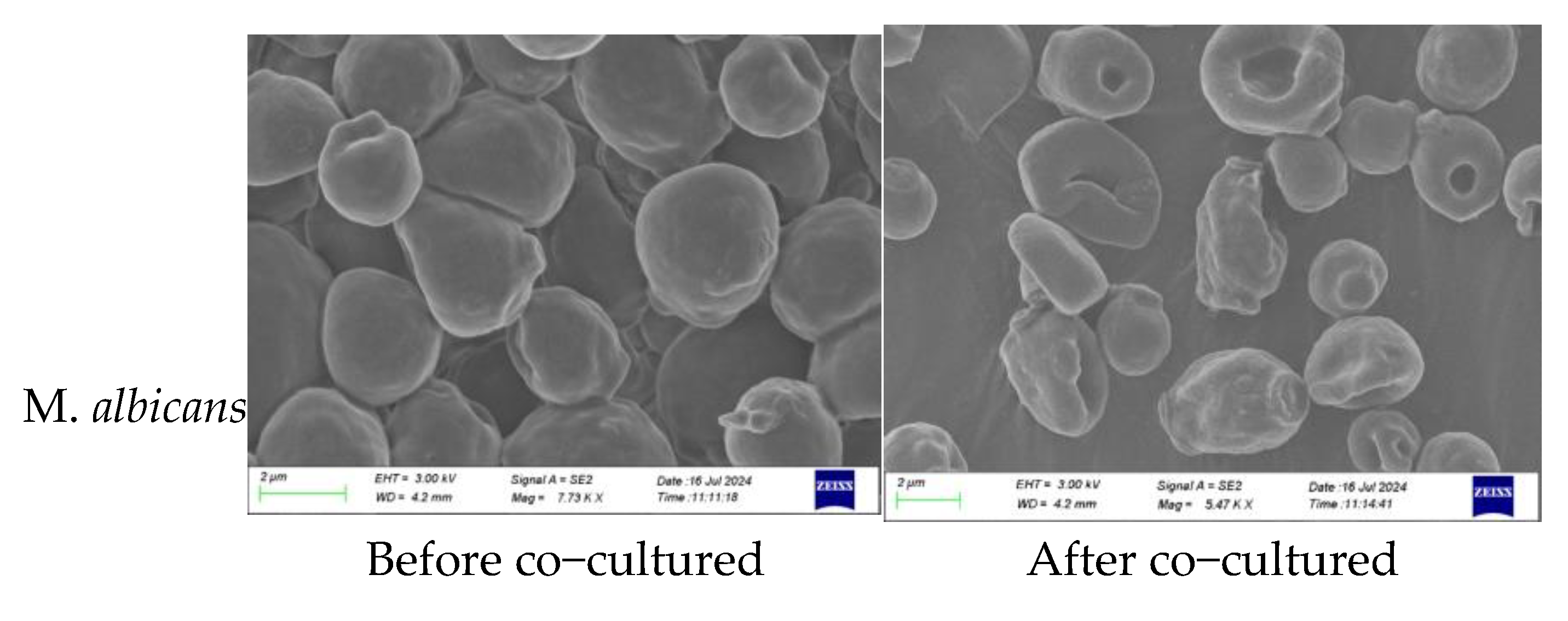 Preprints 206216 g004b