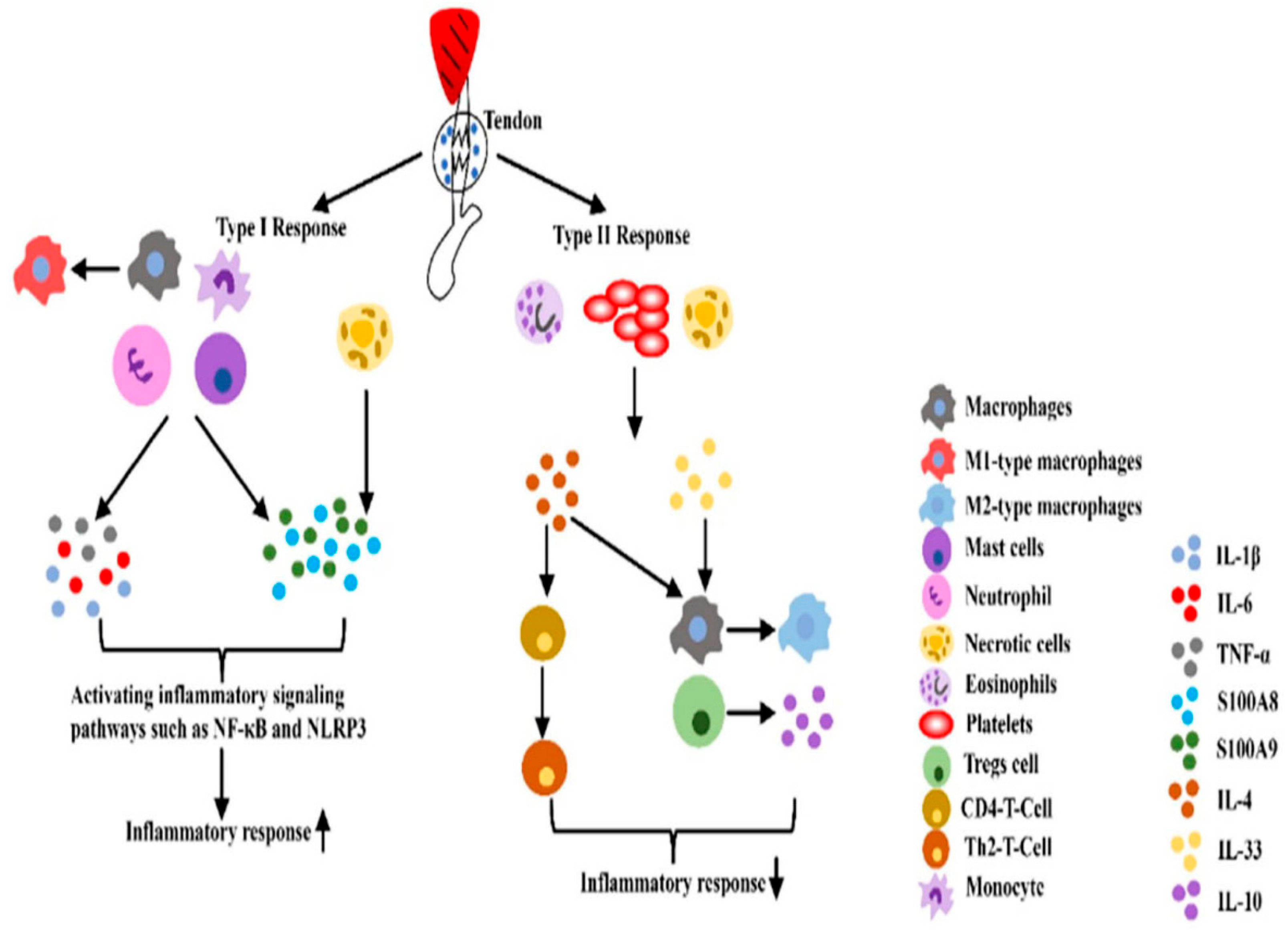 Preprints 170838 g005