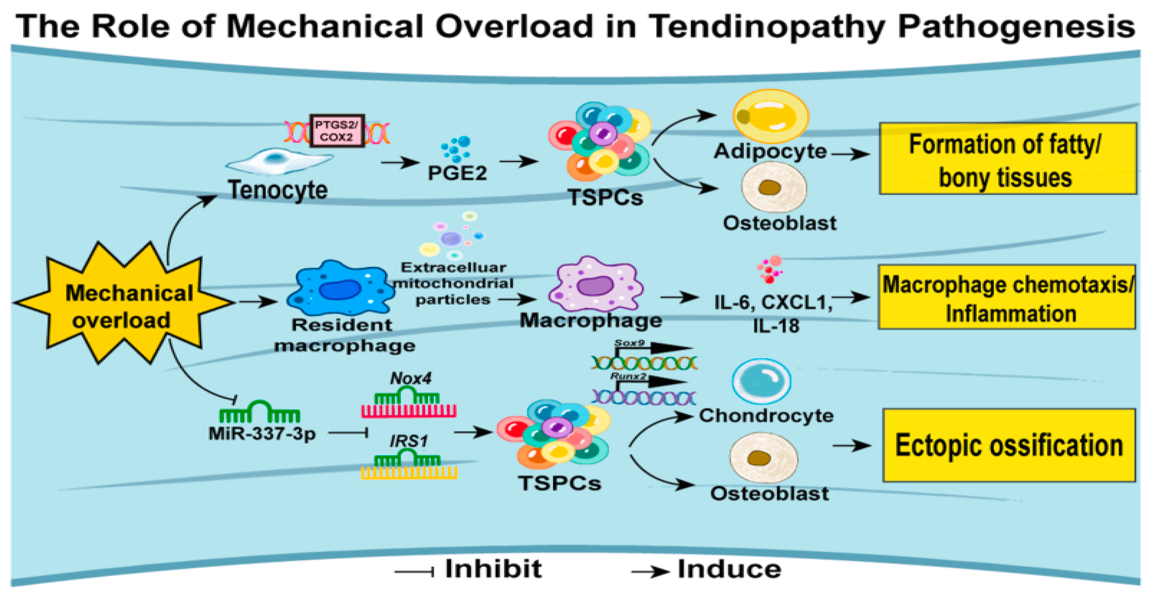 Preprints 170838 g006