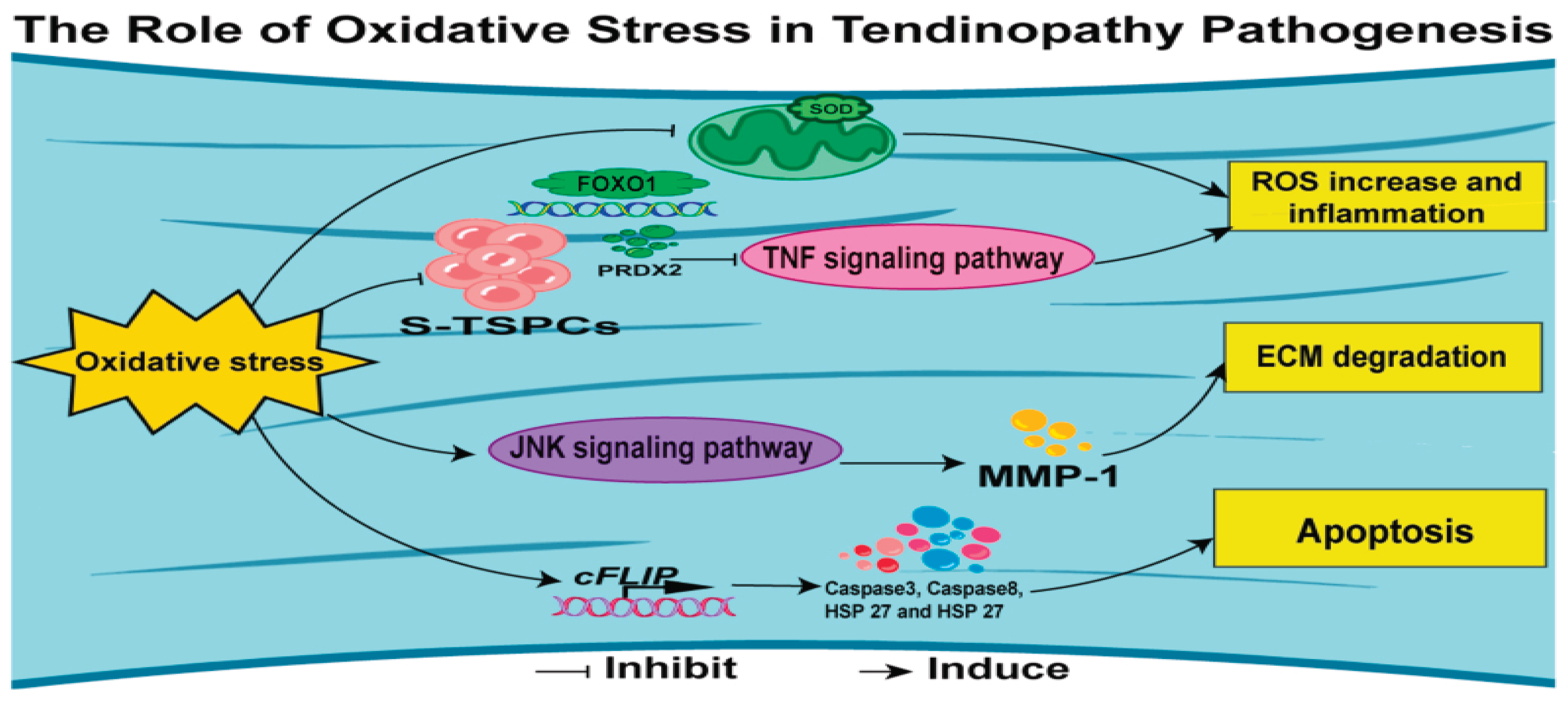 Preprints 170838 g008