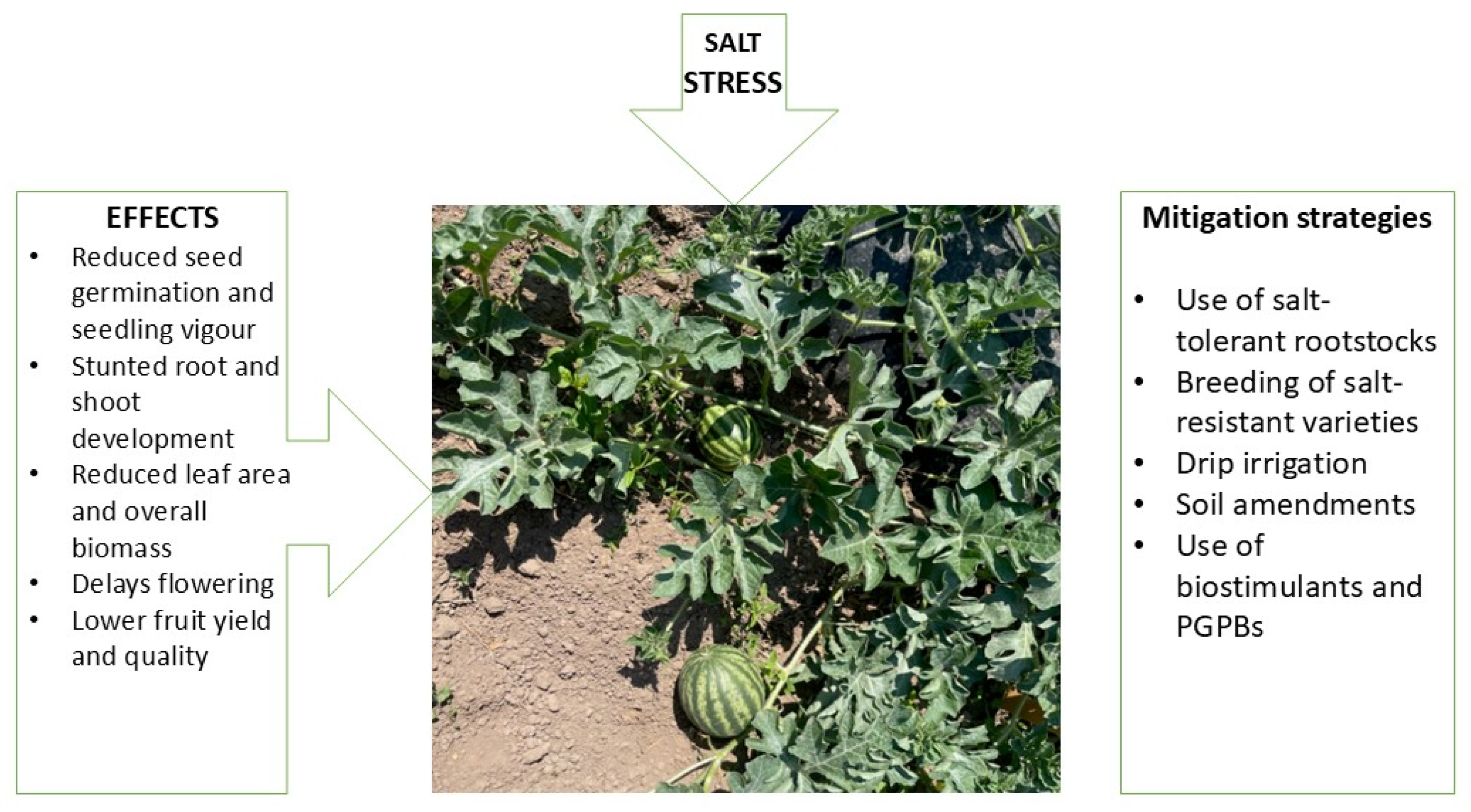 Preprints 161841 g001