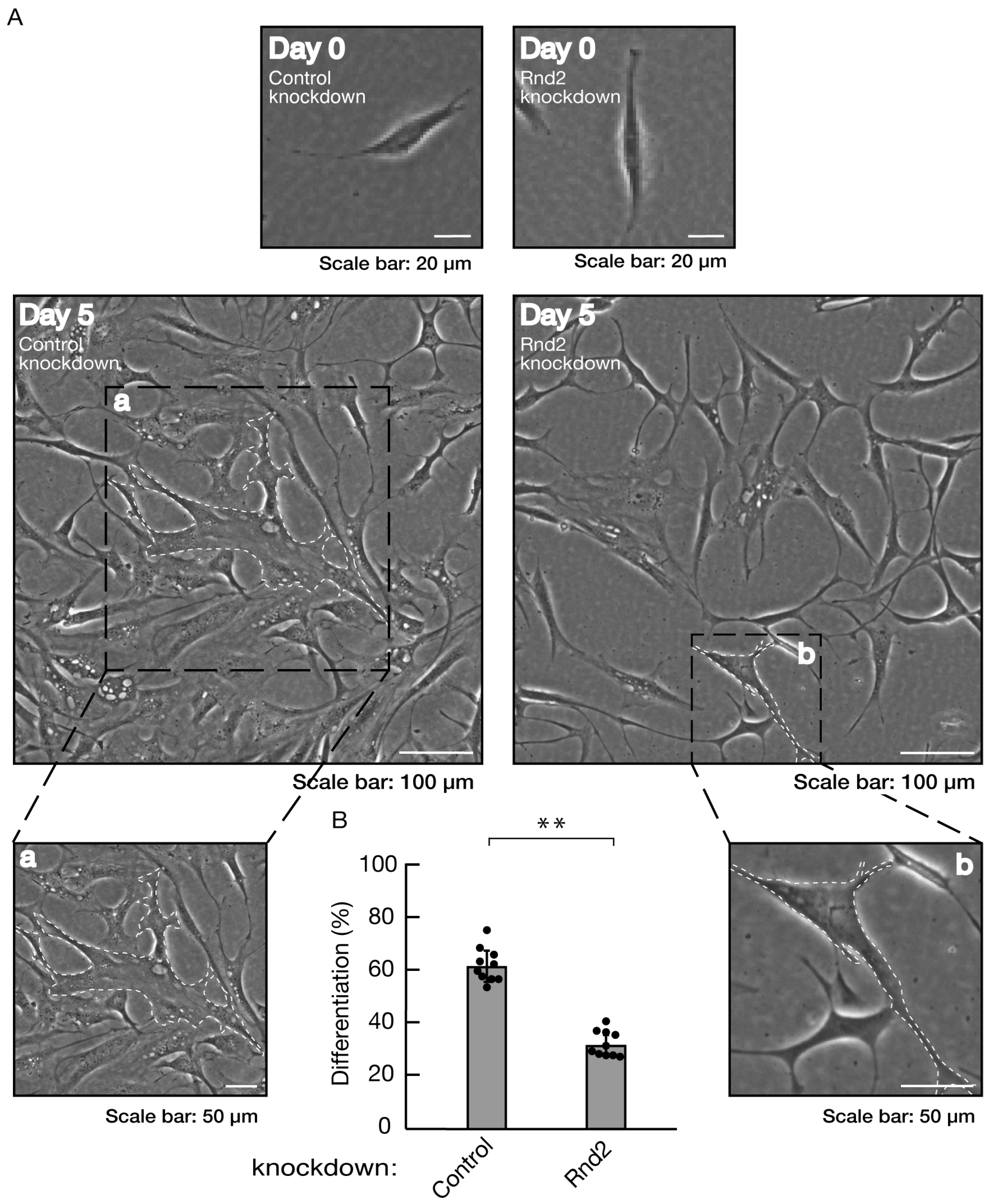 Preprints 81453 g001