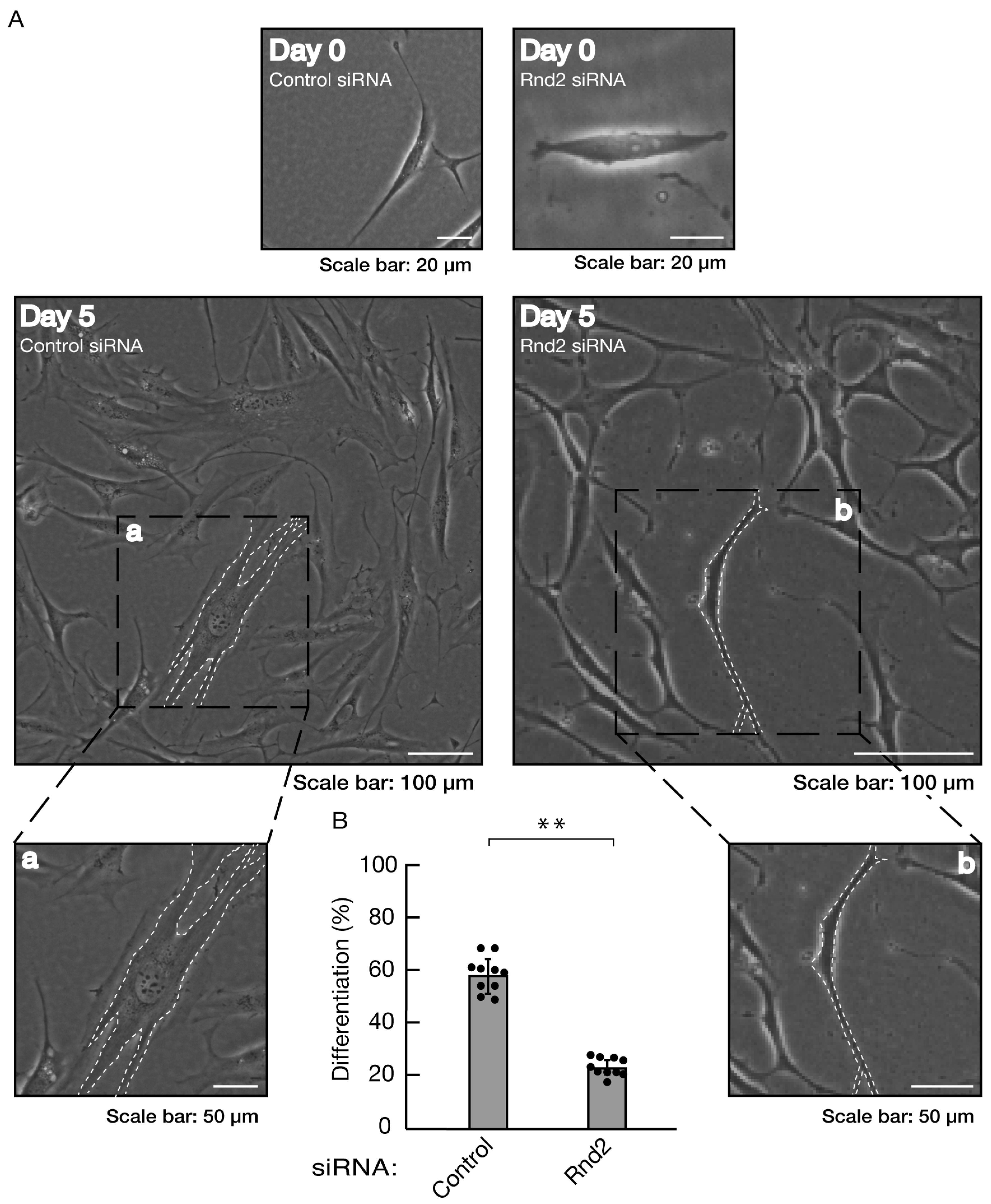 Preprints 81453 g003