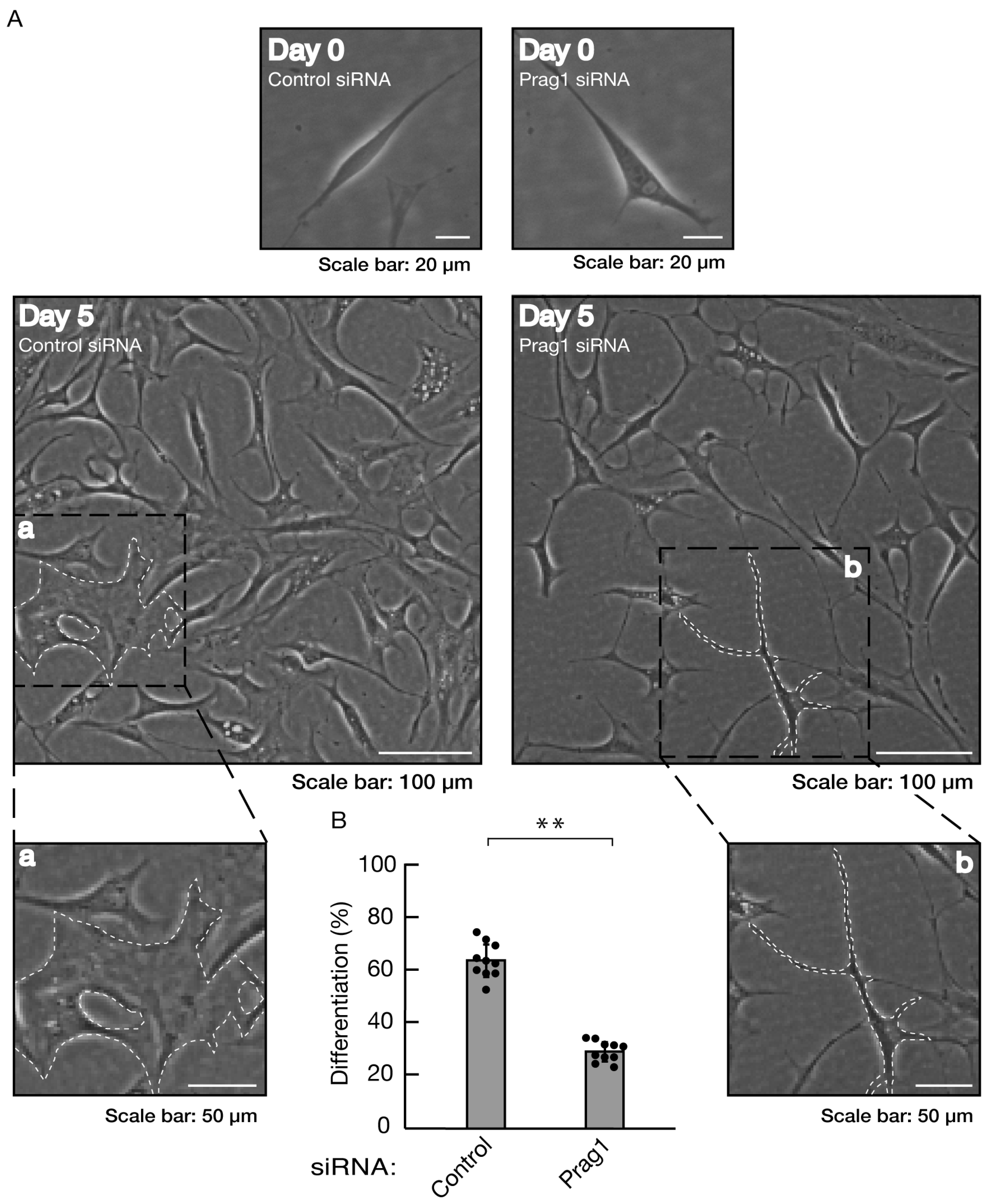 Preprints 81453 g005