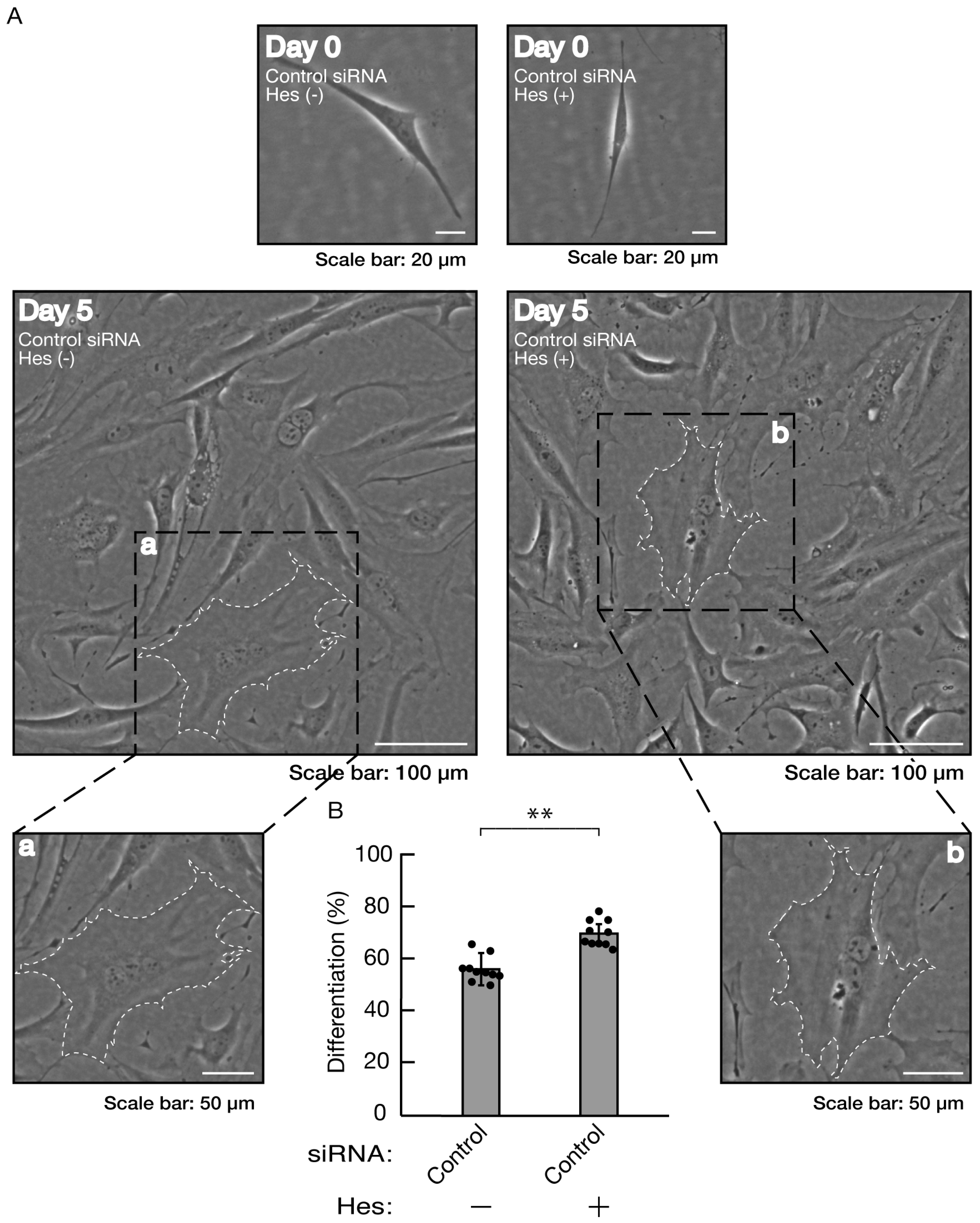 Preprints 81453 g010