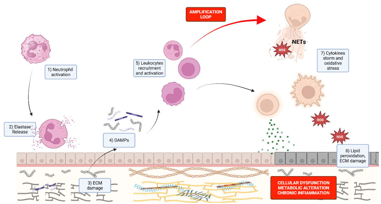 Preprints 206355 g001 Preprints 206355 g001