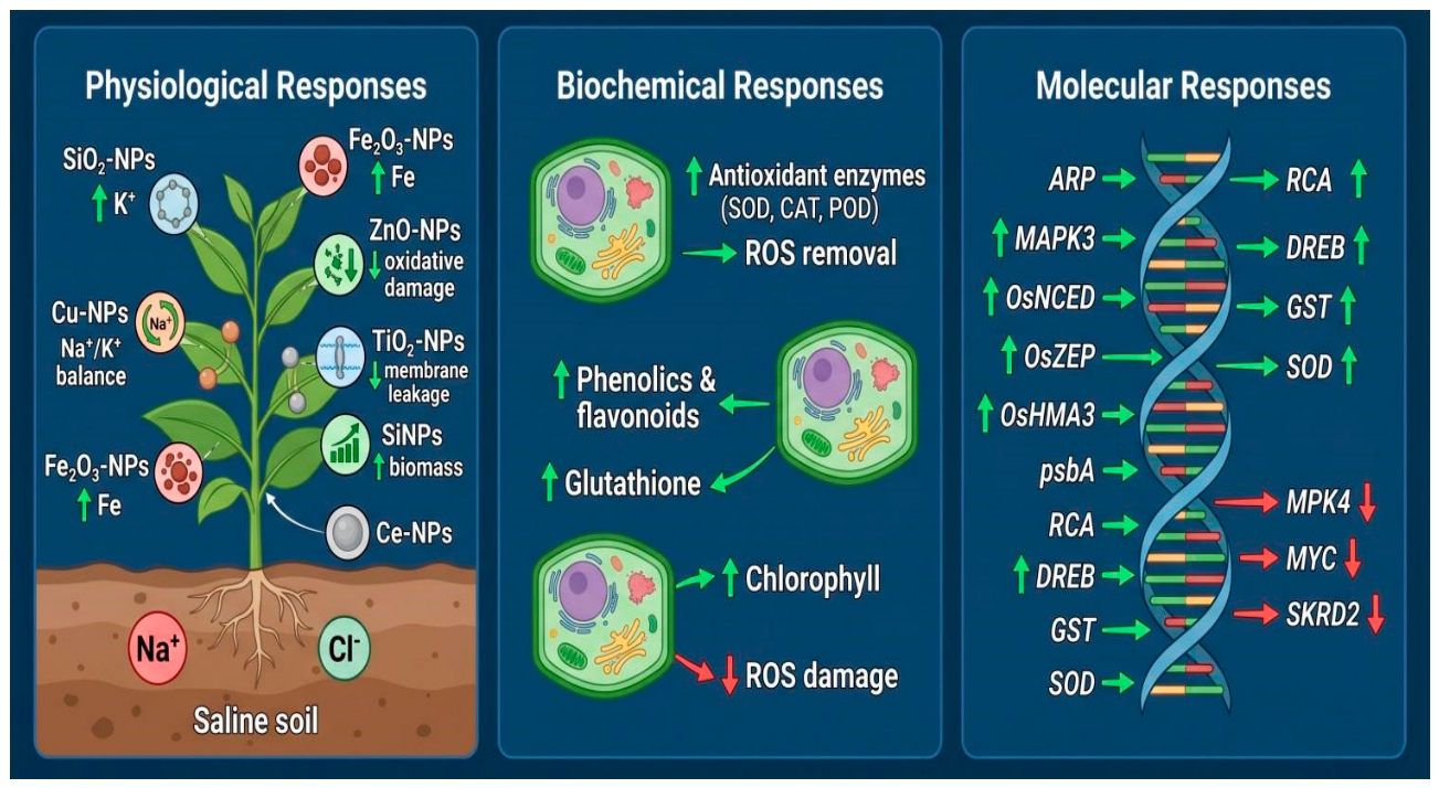 Preprints 230726 g003 Preprints 230726 g003