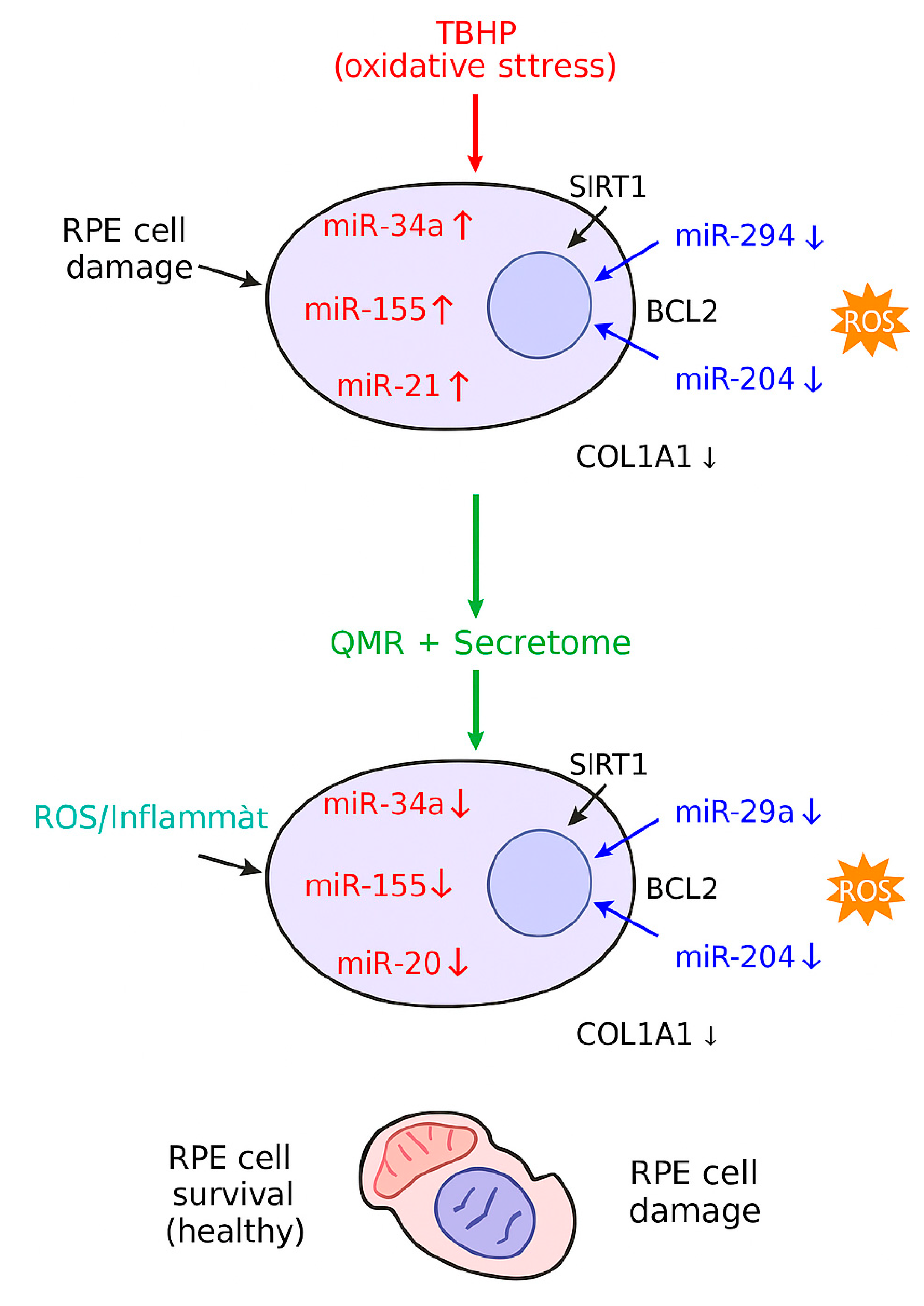 Preprints 173779 g005