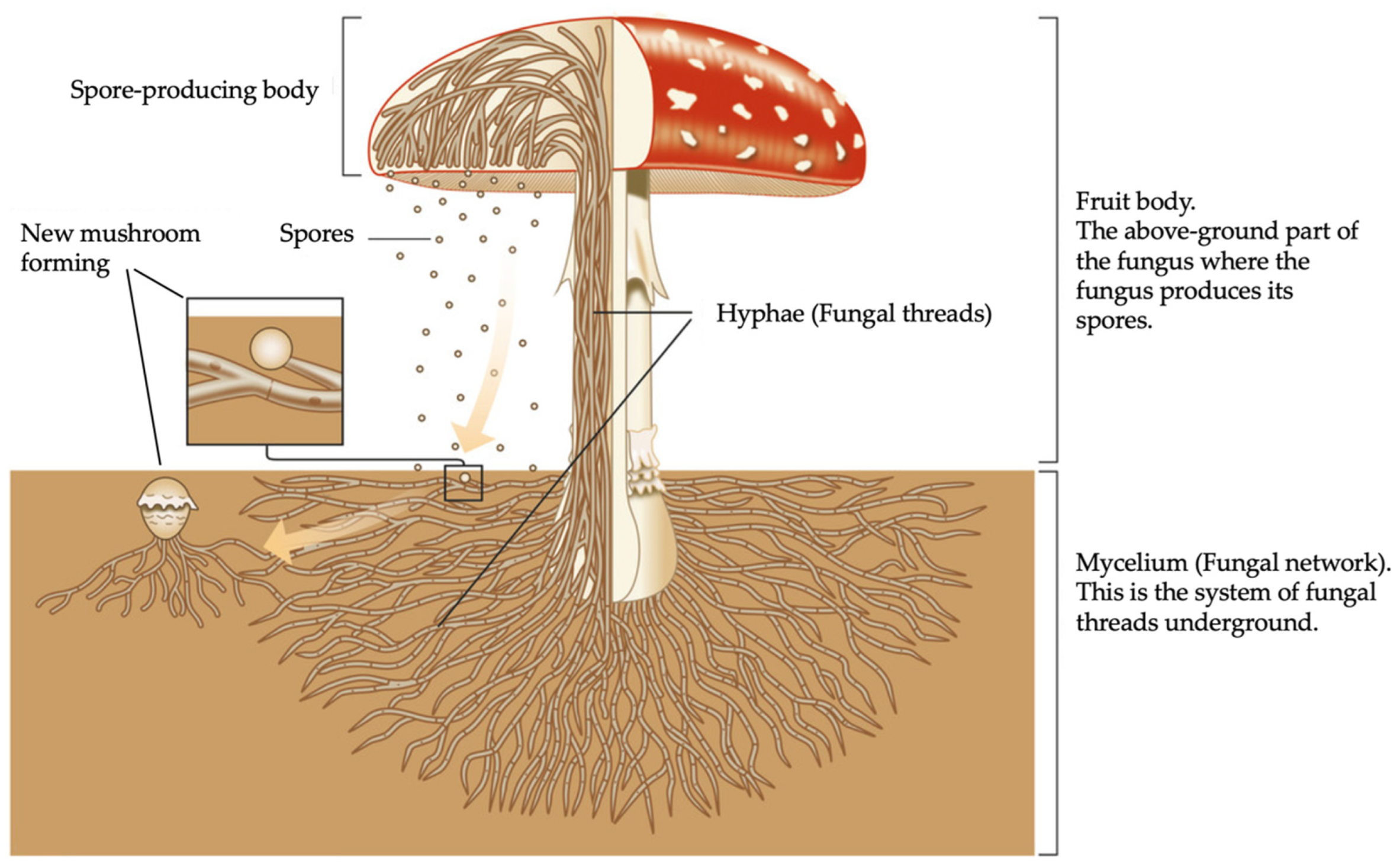 Preprints 184427 g001