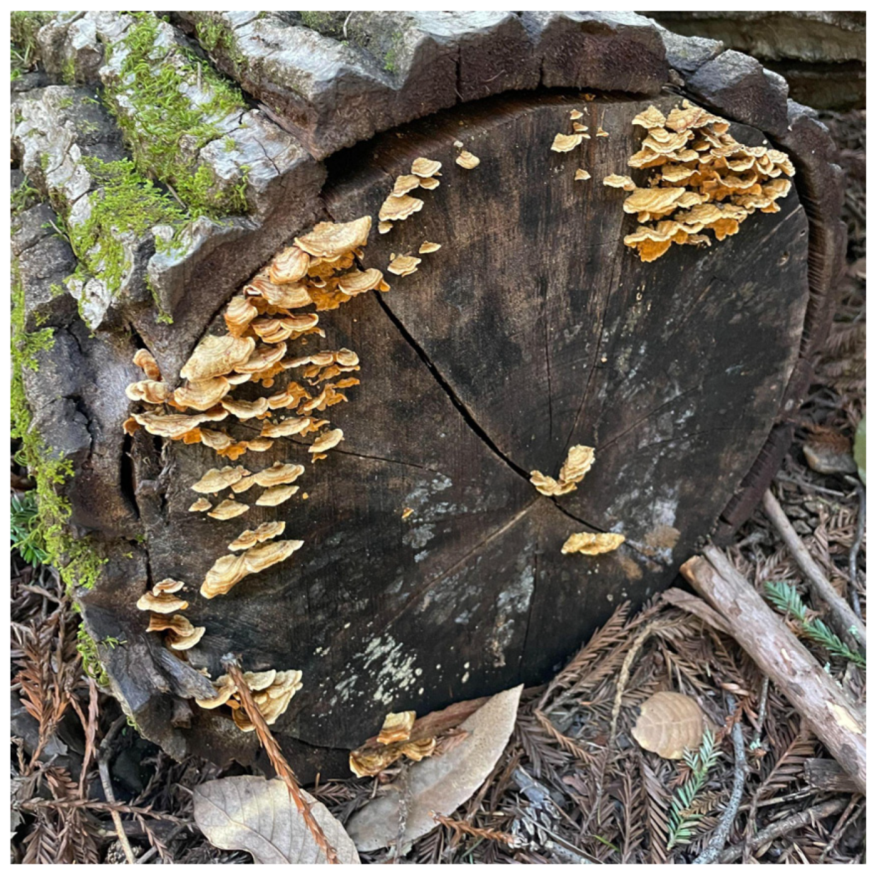 Preprints 184427 g002