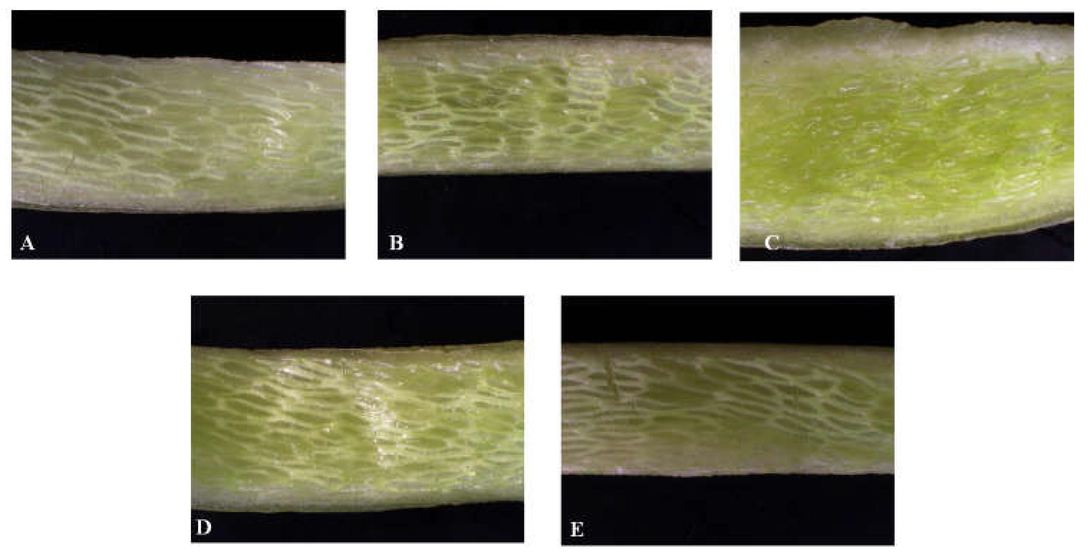 Preprints 159671 g004