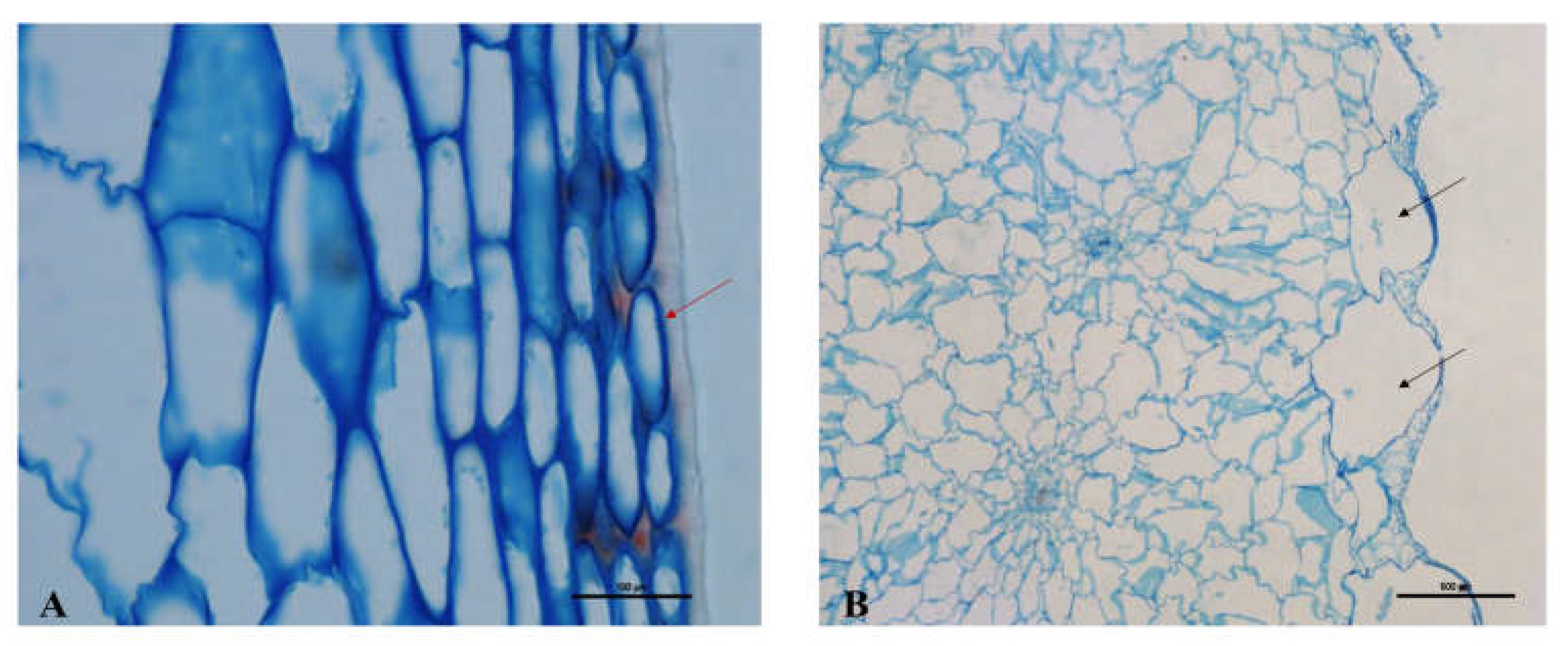 Preprints 159671 g005