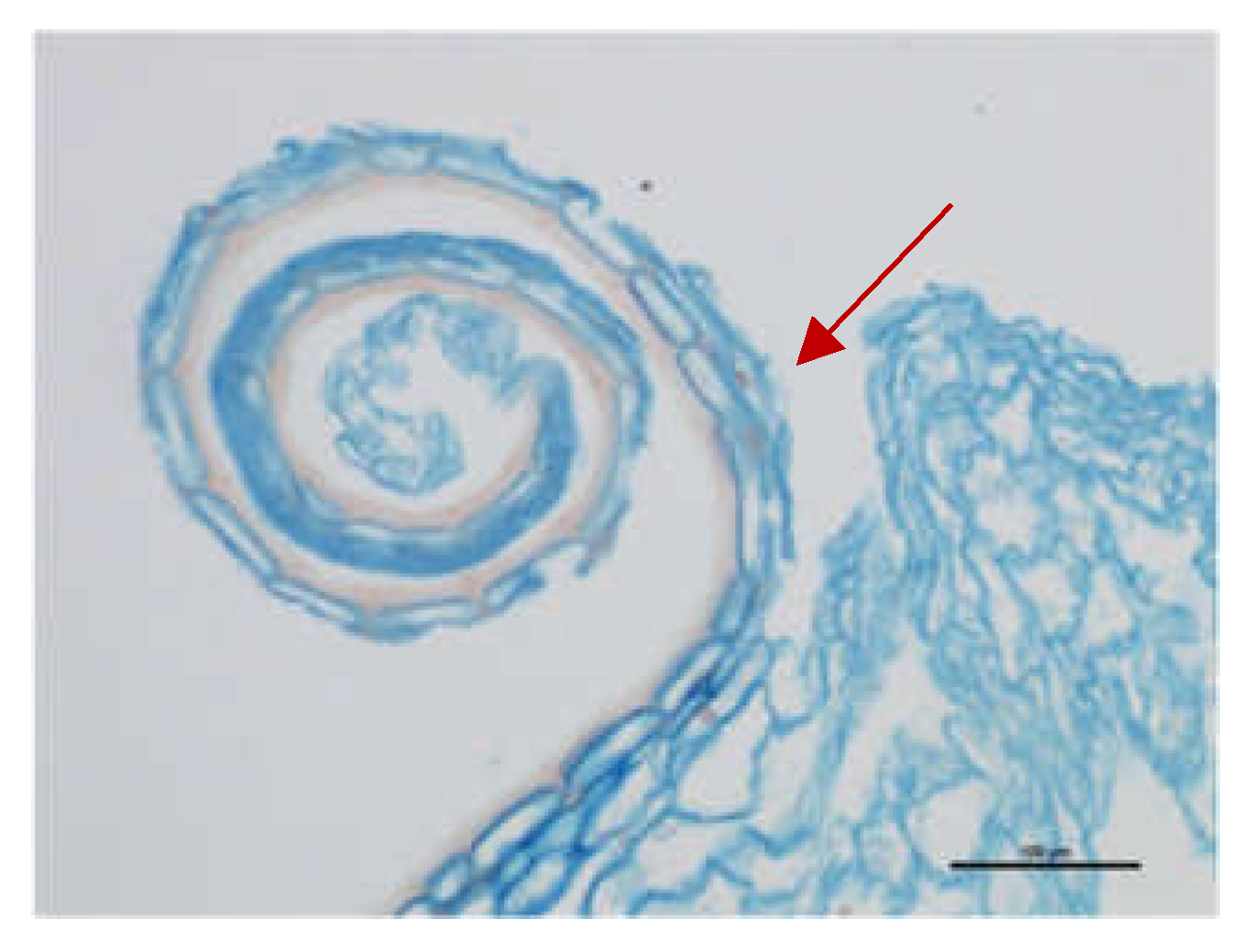 Preprints 159671 g007