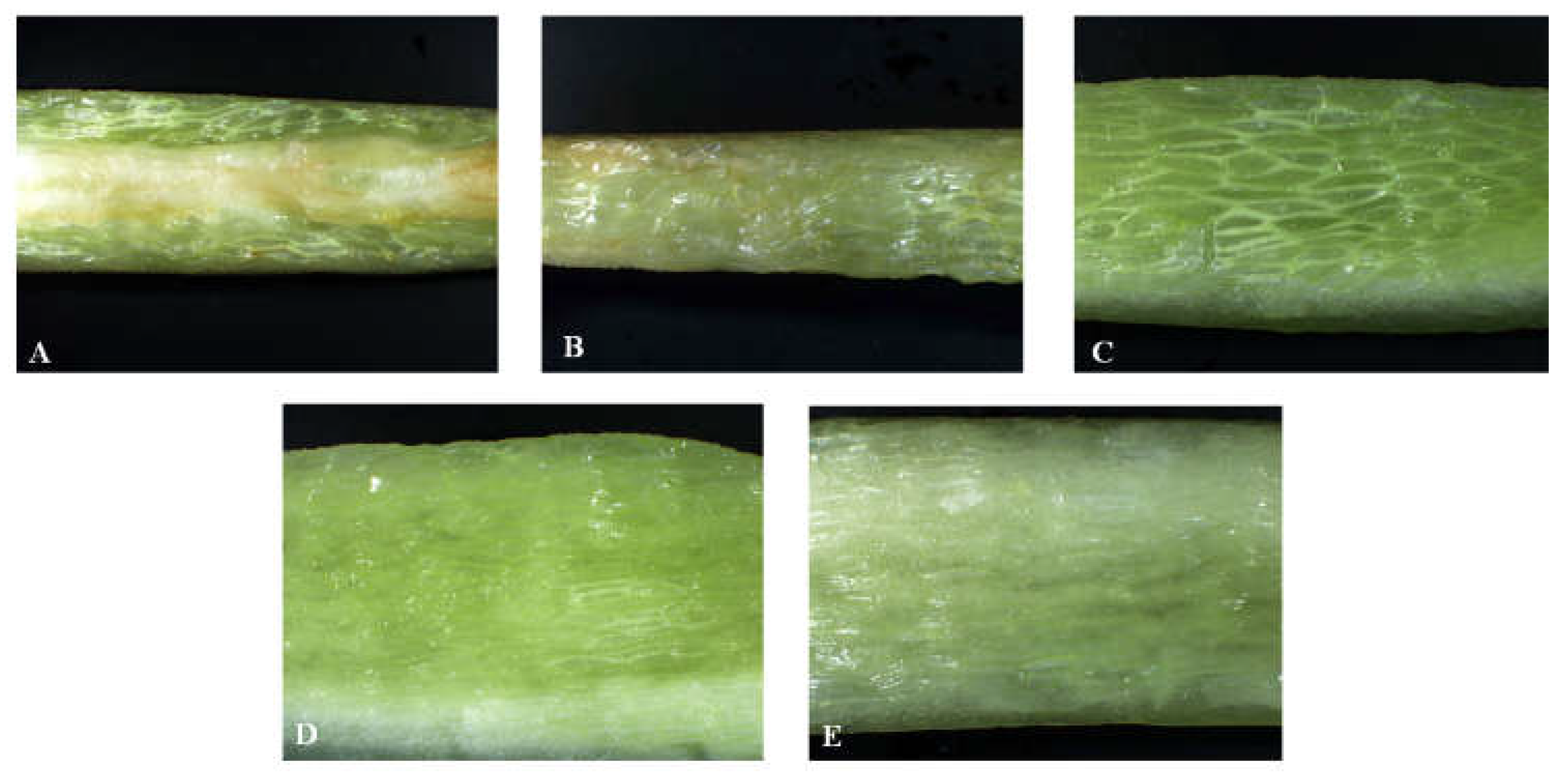 Preprints 159671 g008