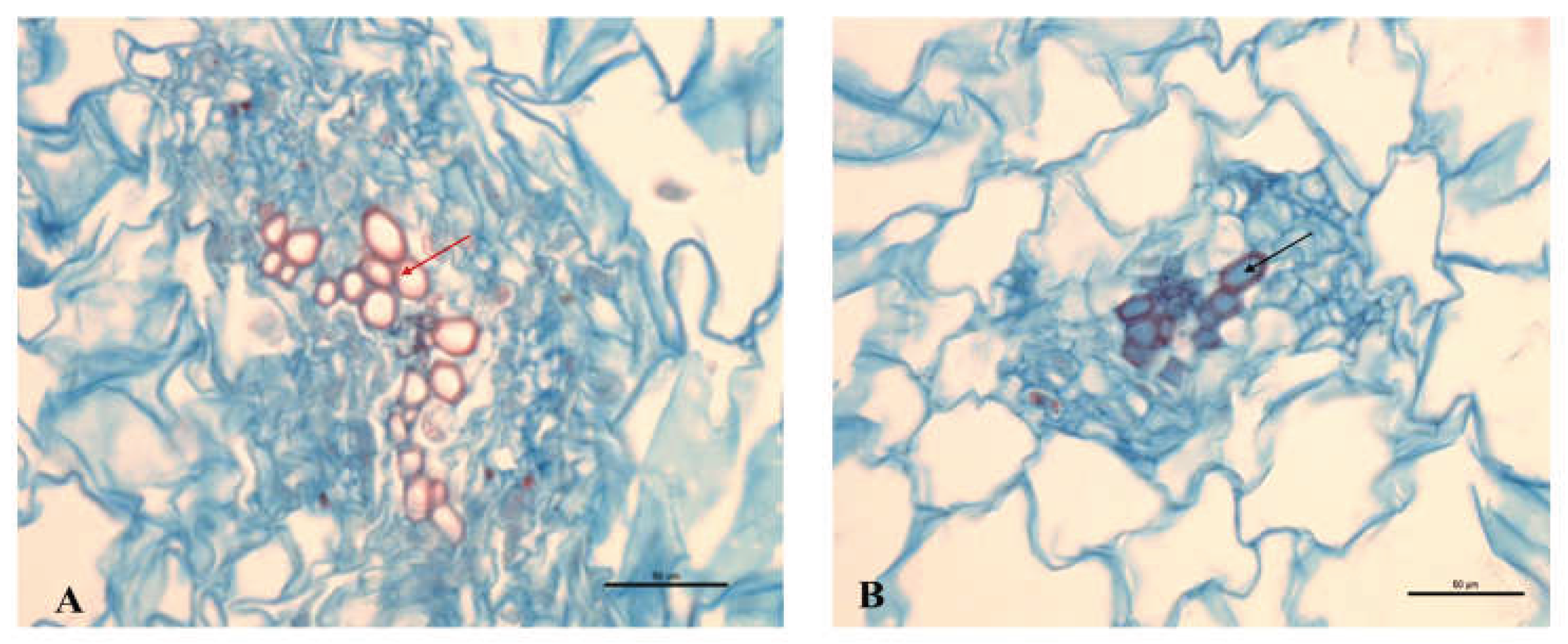 Preprints 159671 g009