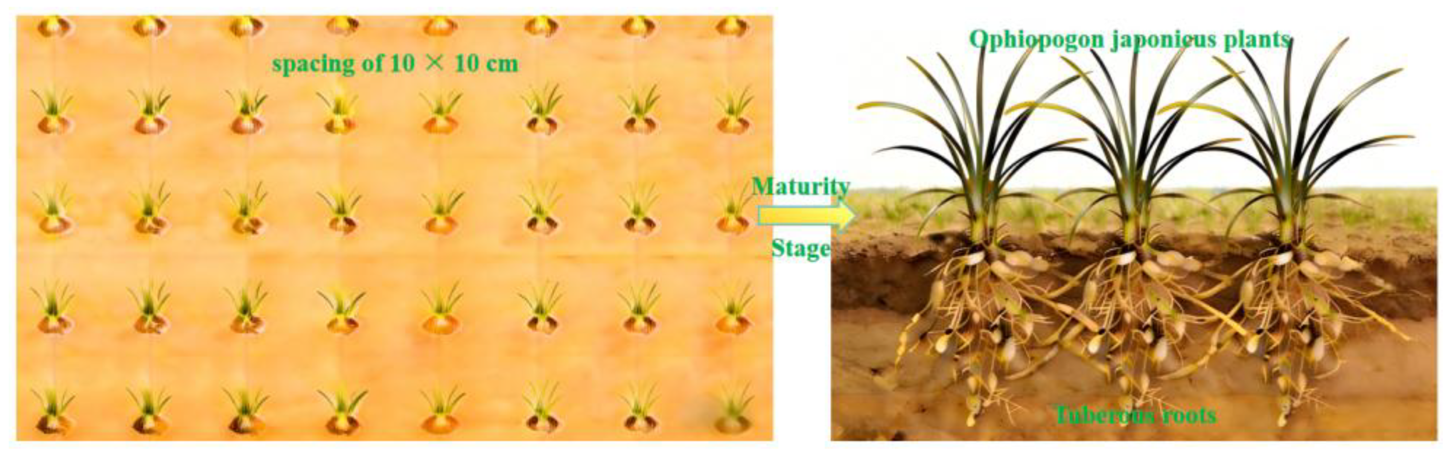 Preprints 196032 g001