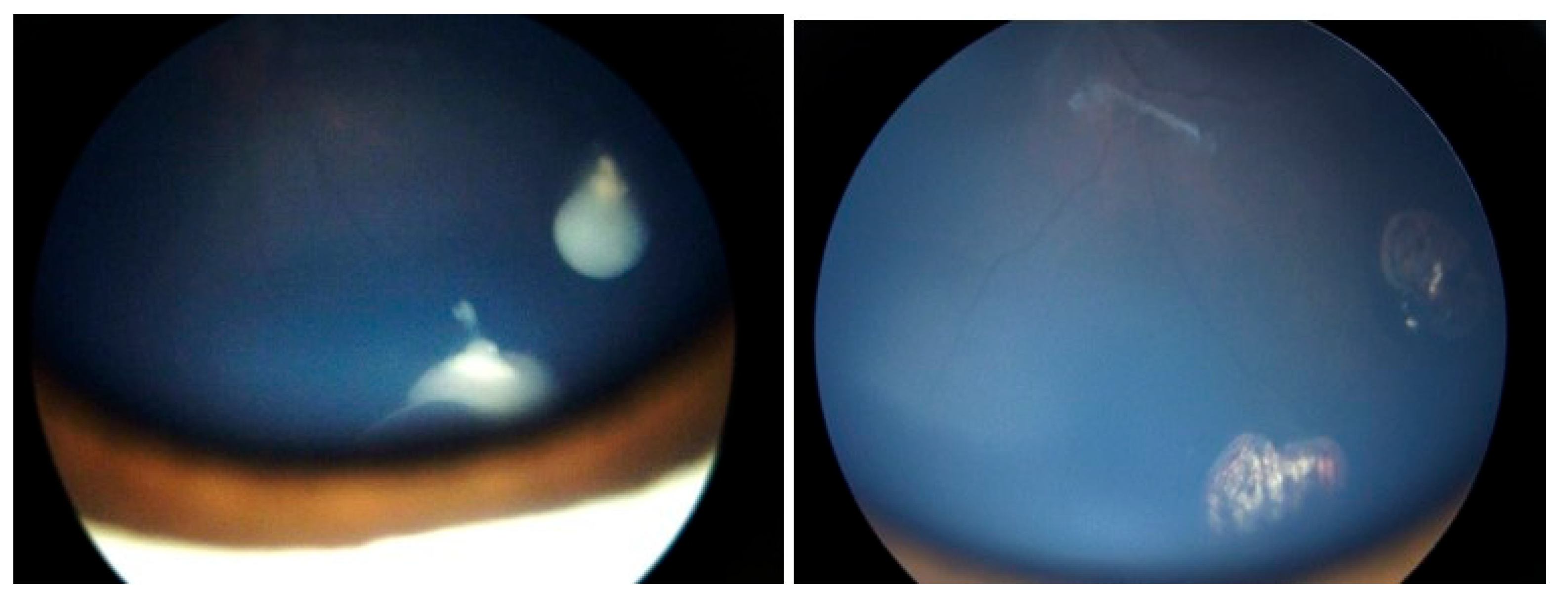 Preprints 169817 g001