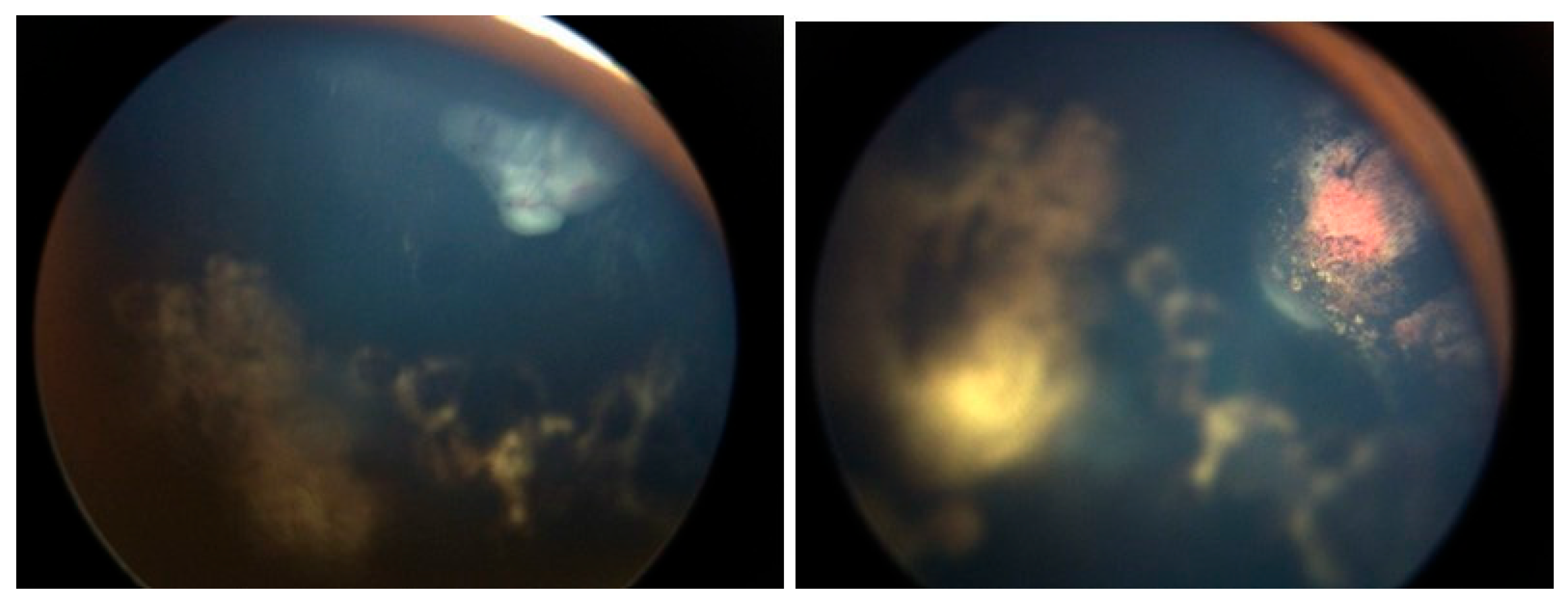 Preprints 169817 g003