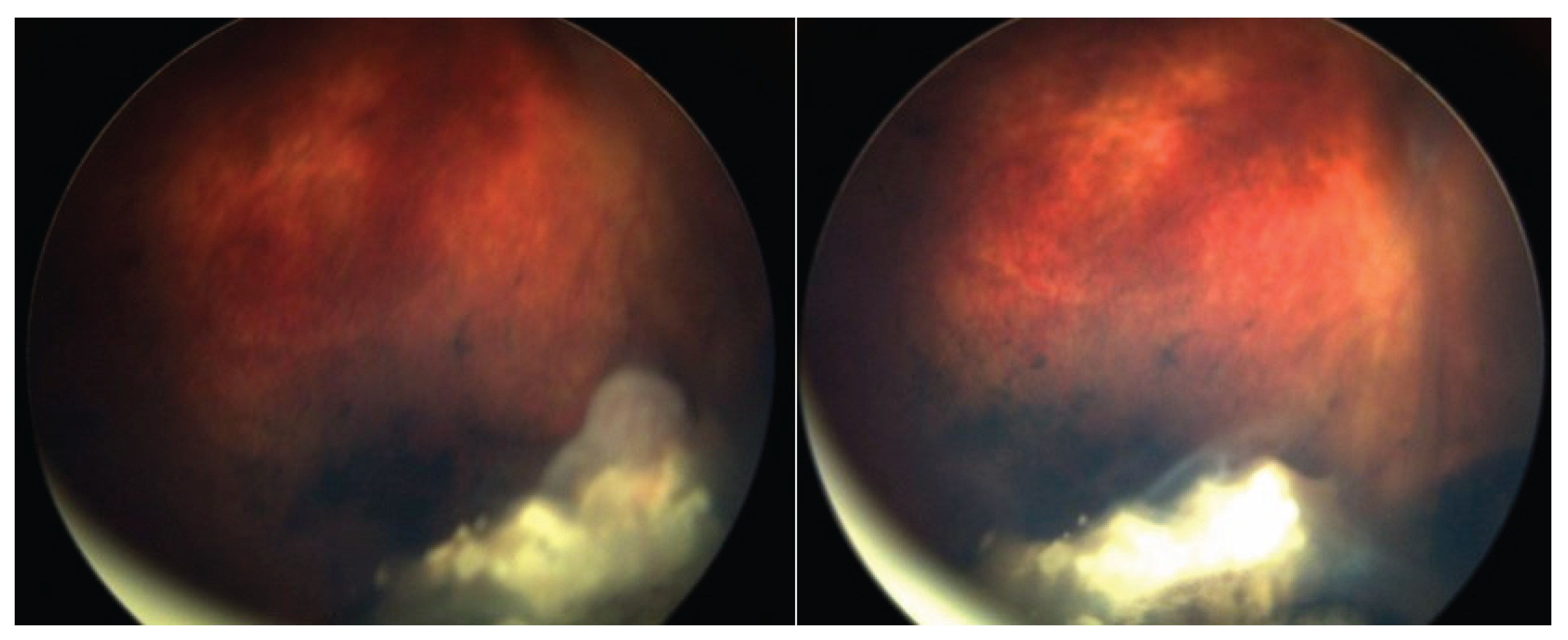 Preprints 169817 g004