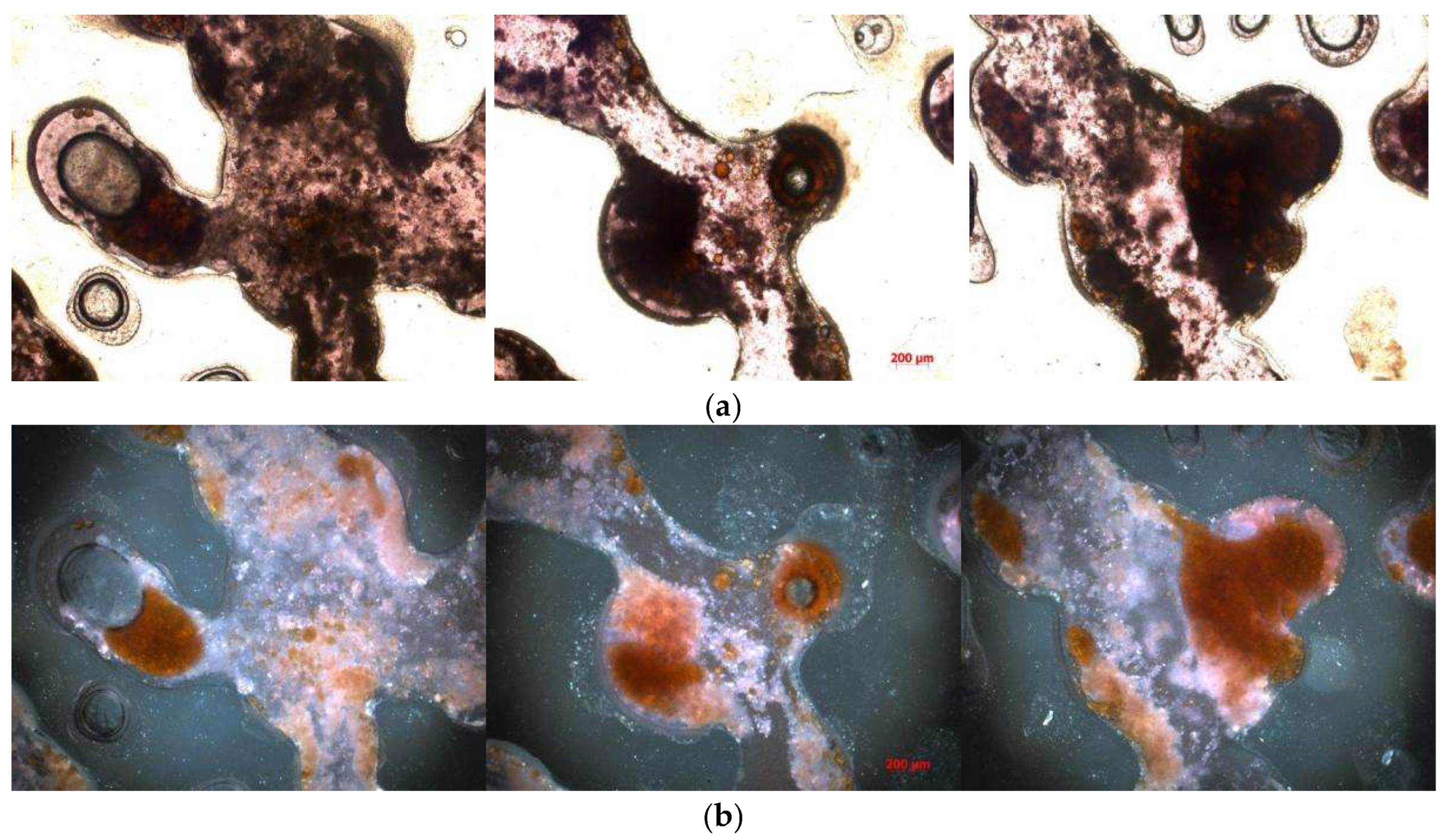 Preprints 140612 g011