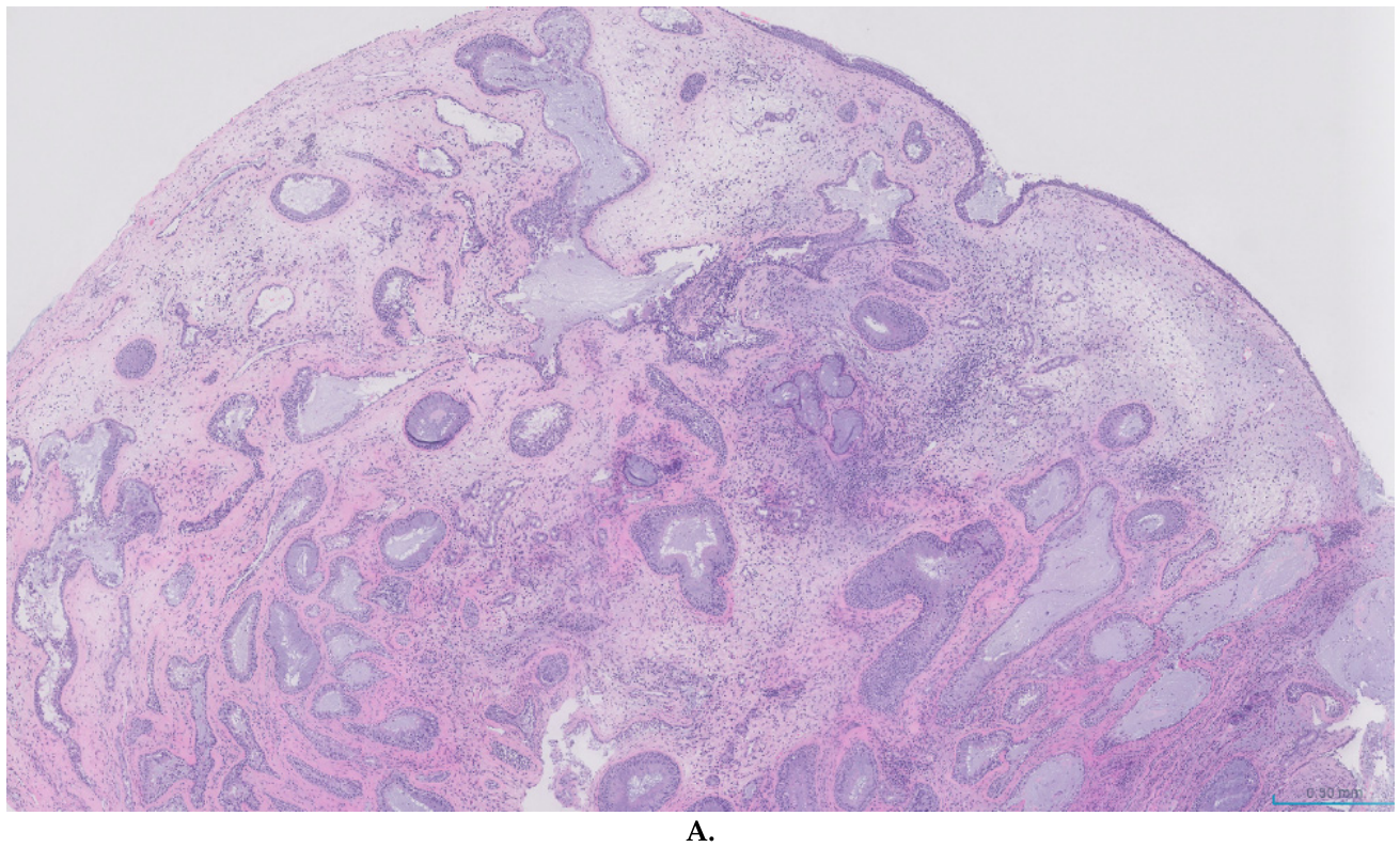 Preprints 223568 g002a