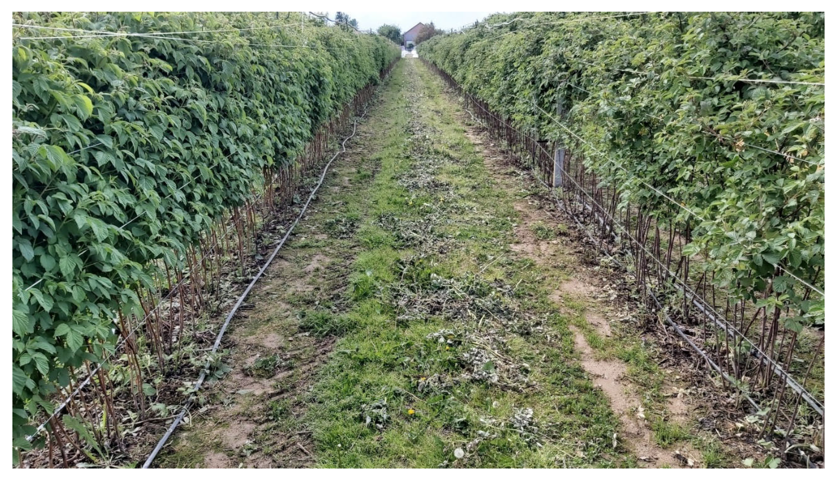 Preprints 208300 g001