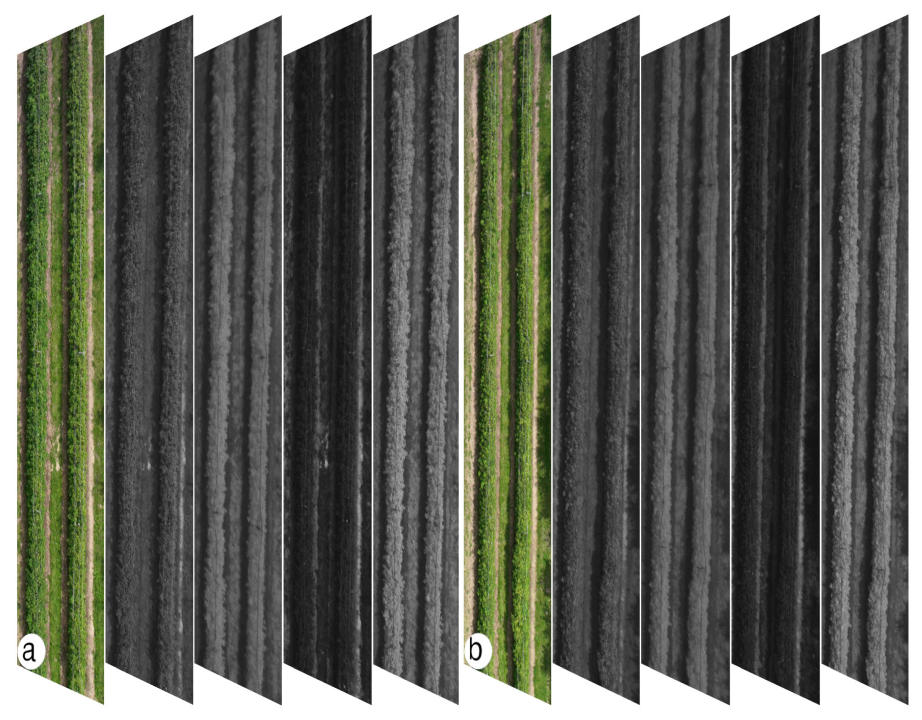 Preprints 208300 g005