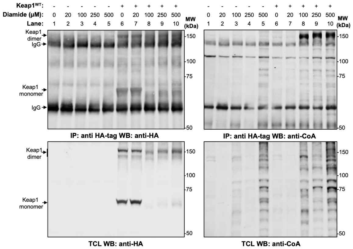 Preprints 210314 g001