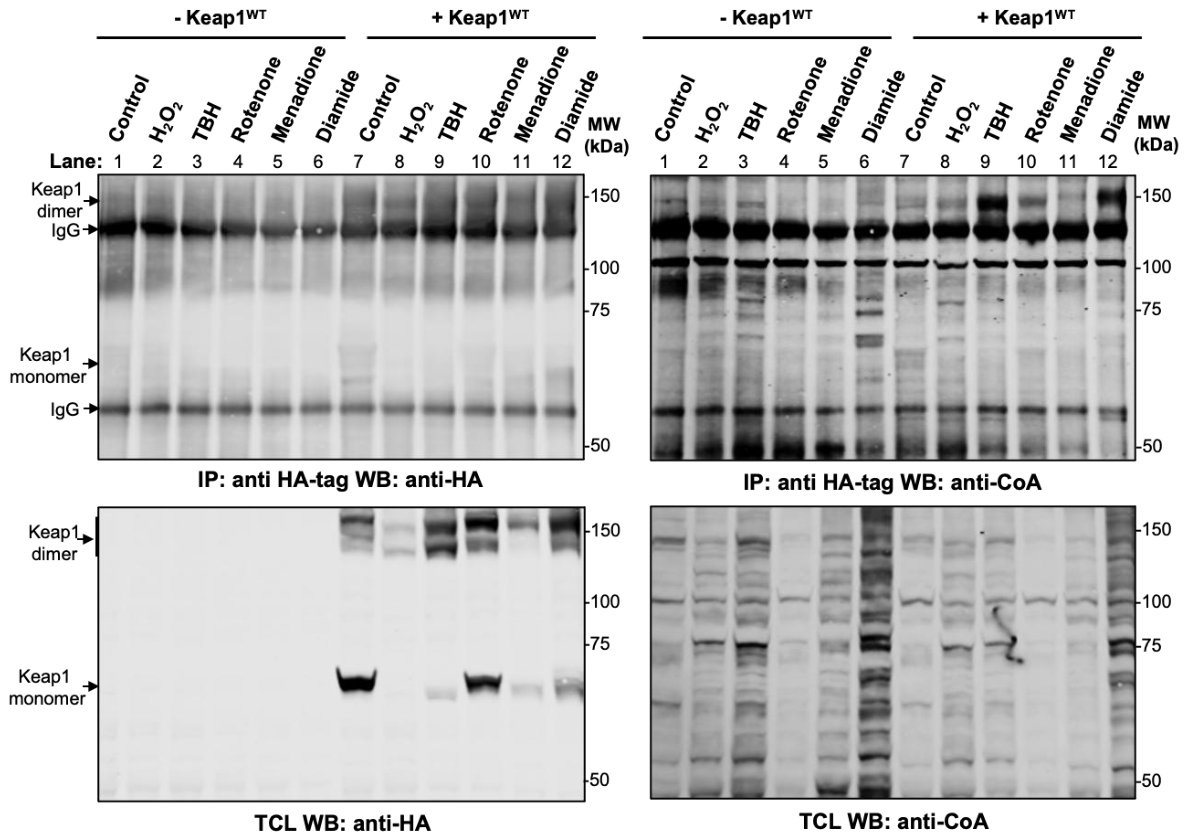 Preprints 210314 g002