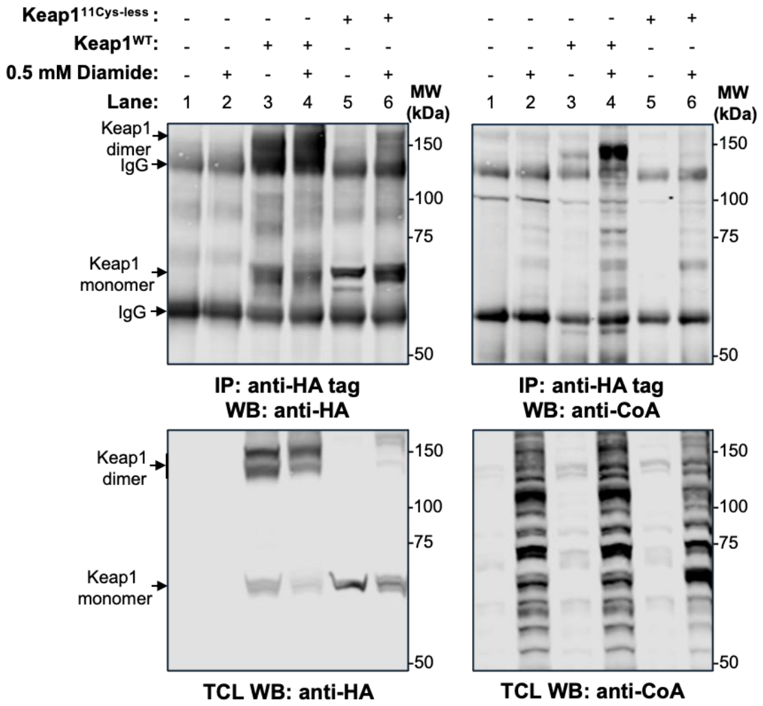 Preprints 210314 g004