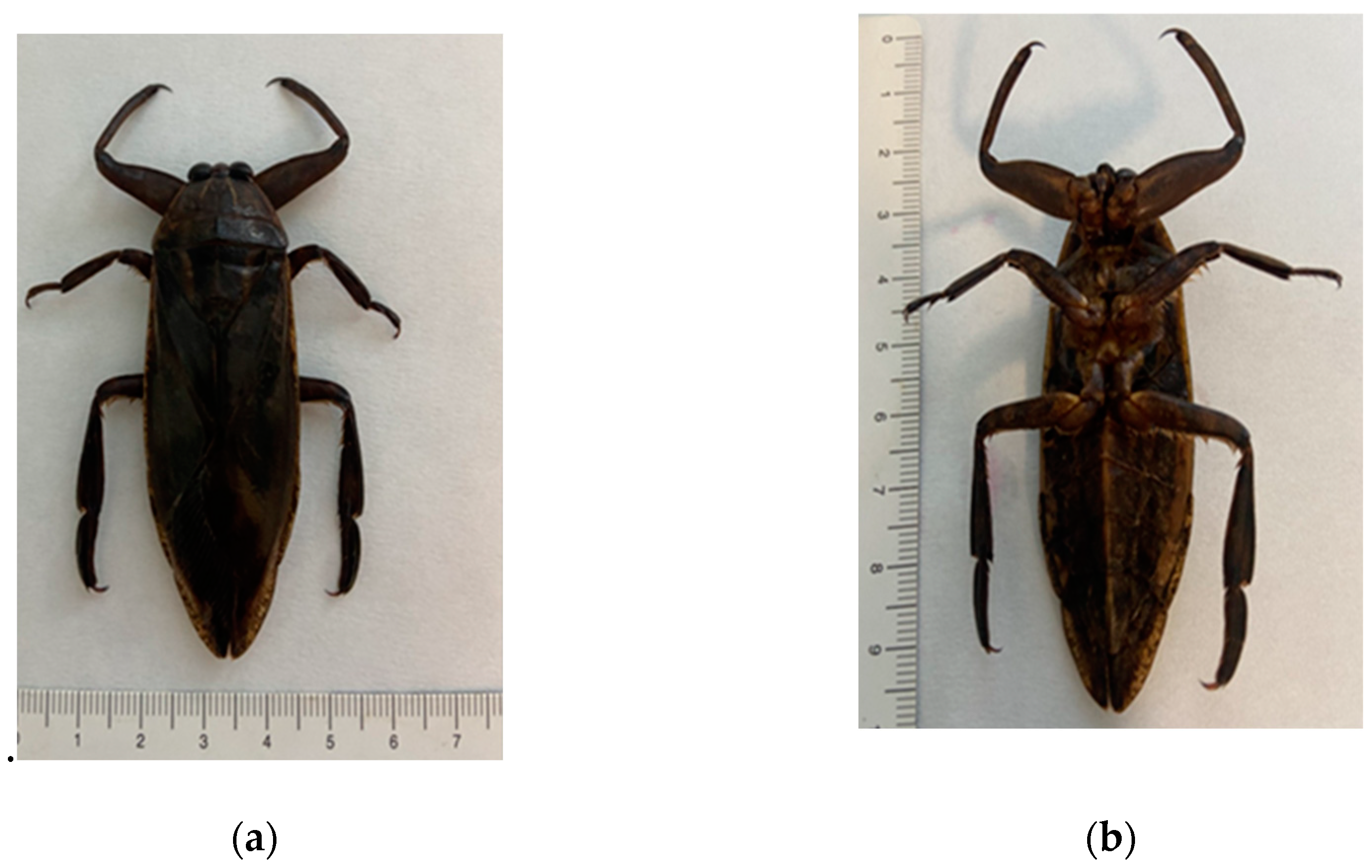 Preprints 139670 g001