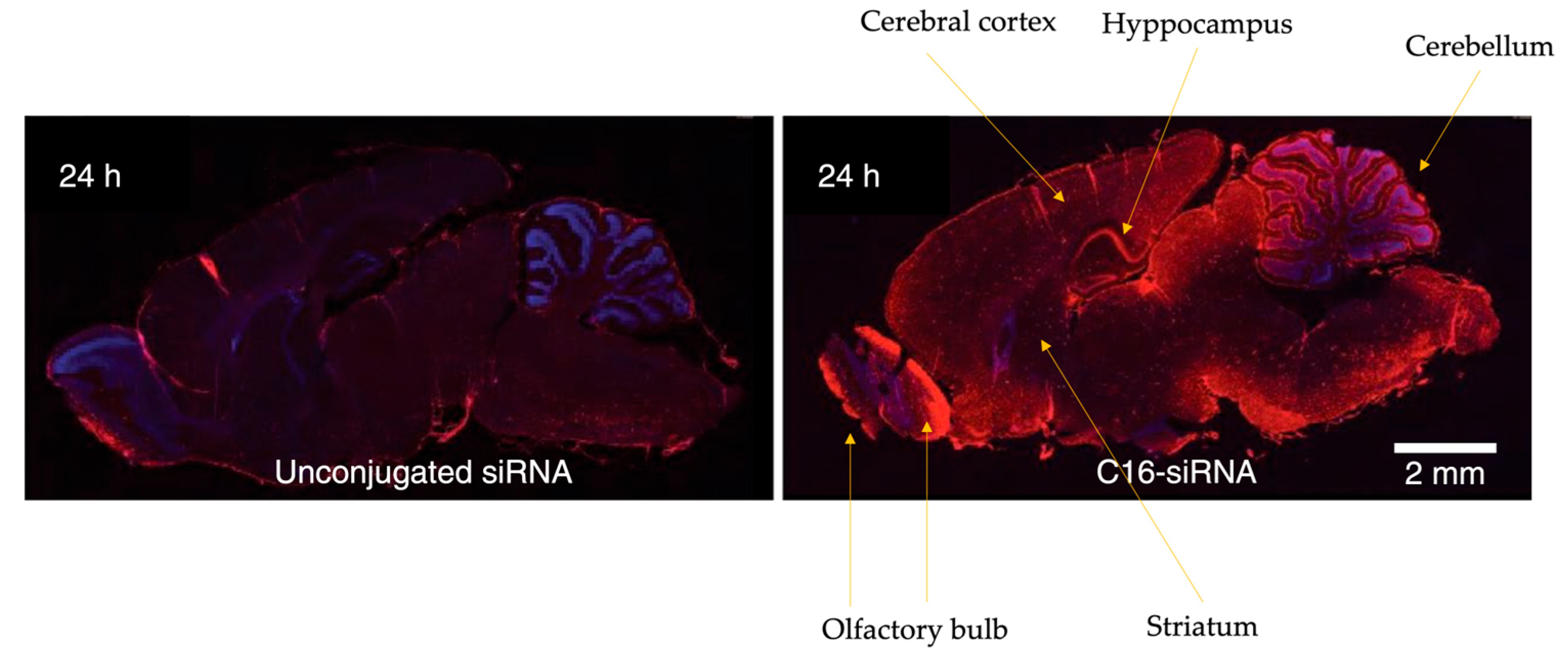 Preprints 167358 g008