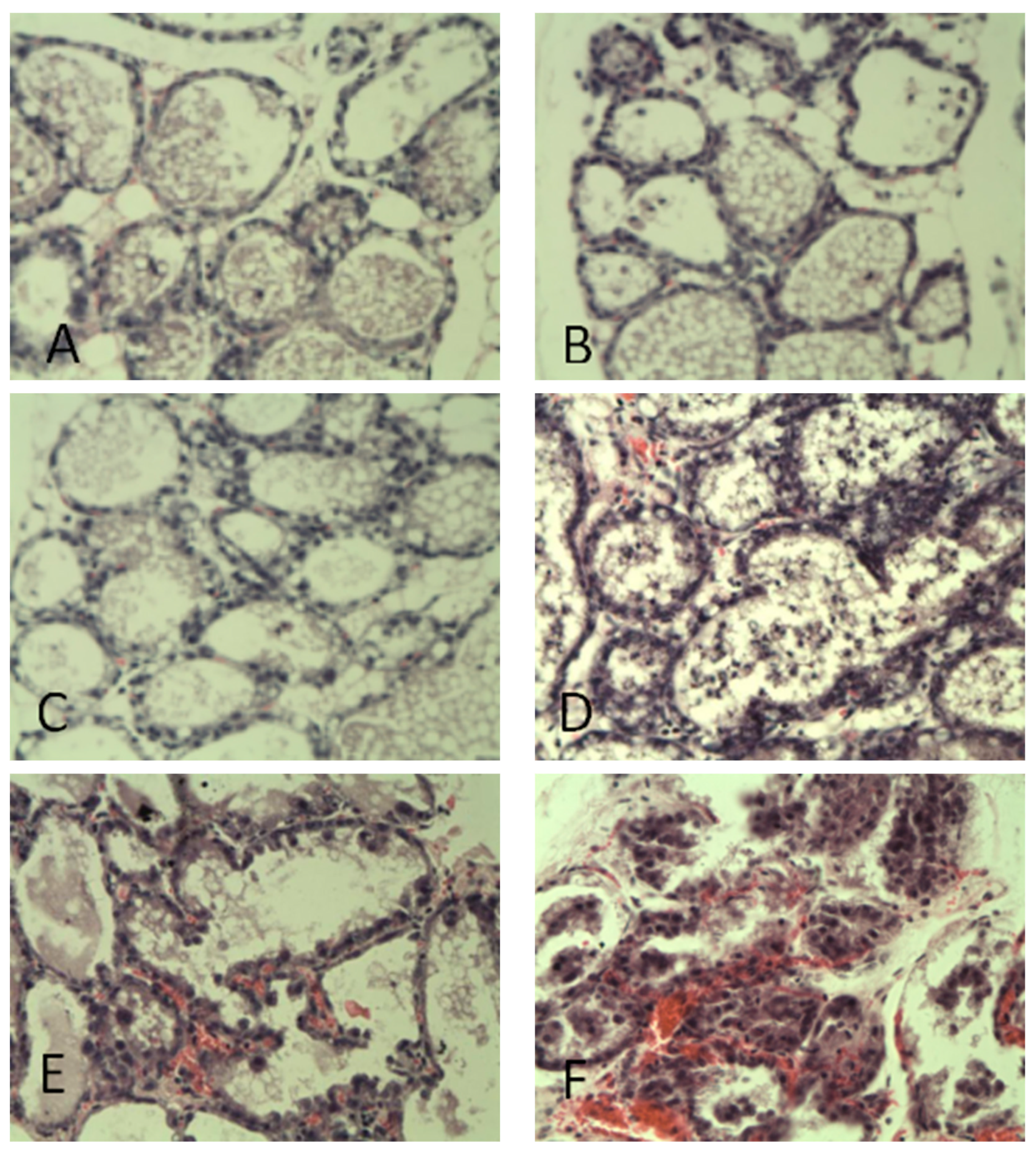 Preprints 90938 g004