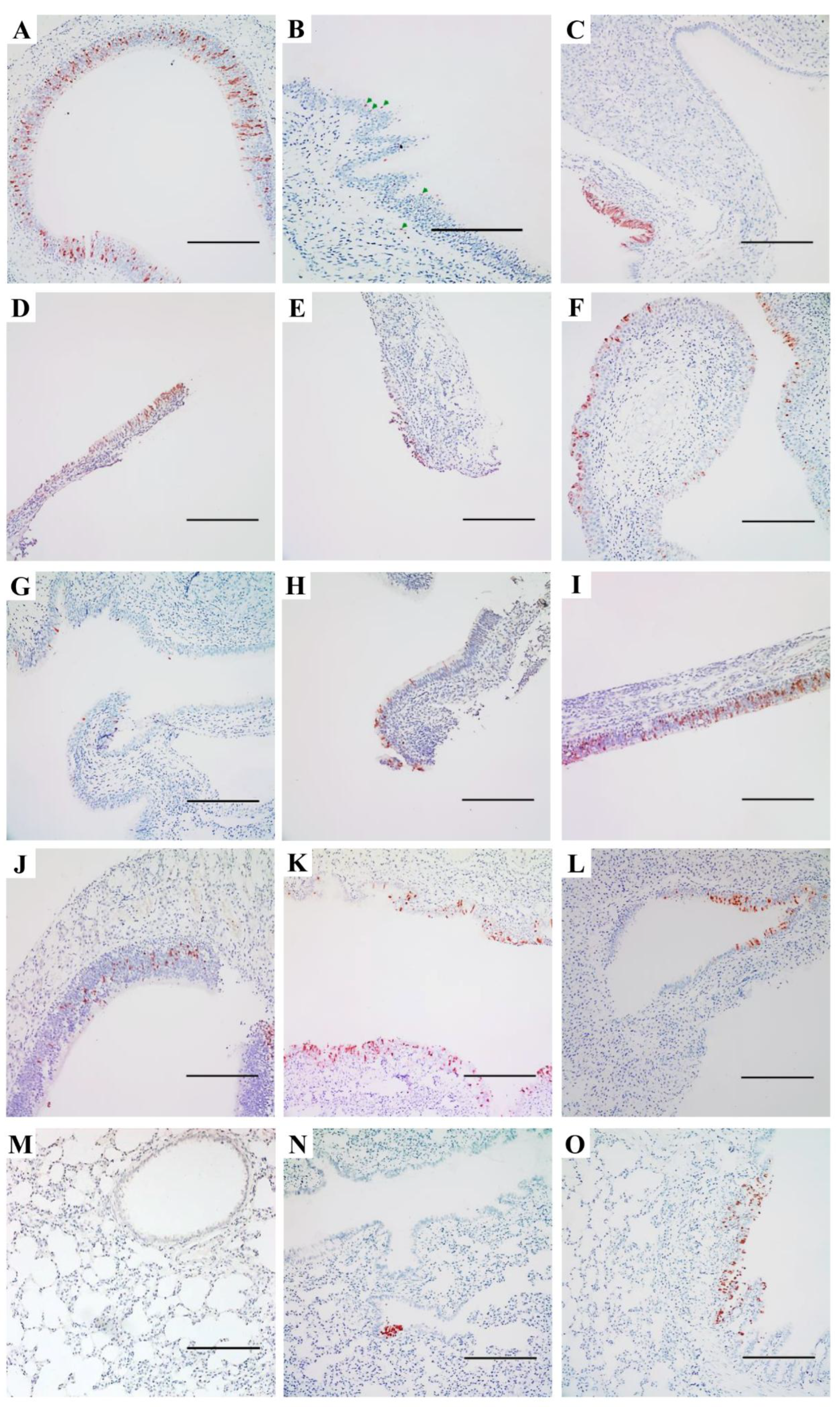 Preprints 151024 g005