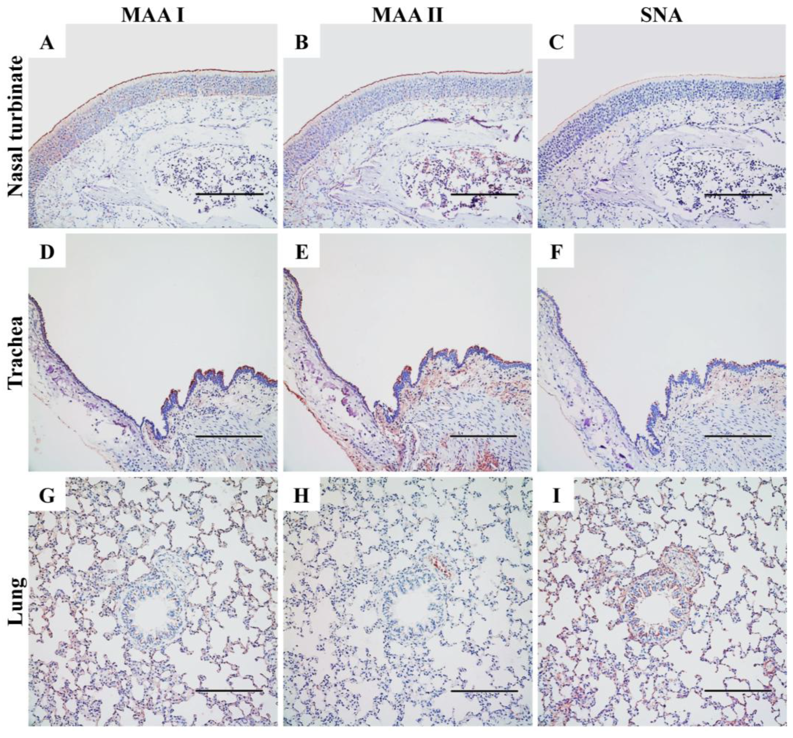 Preprints 151024 g006