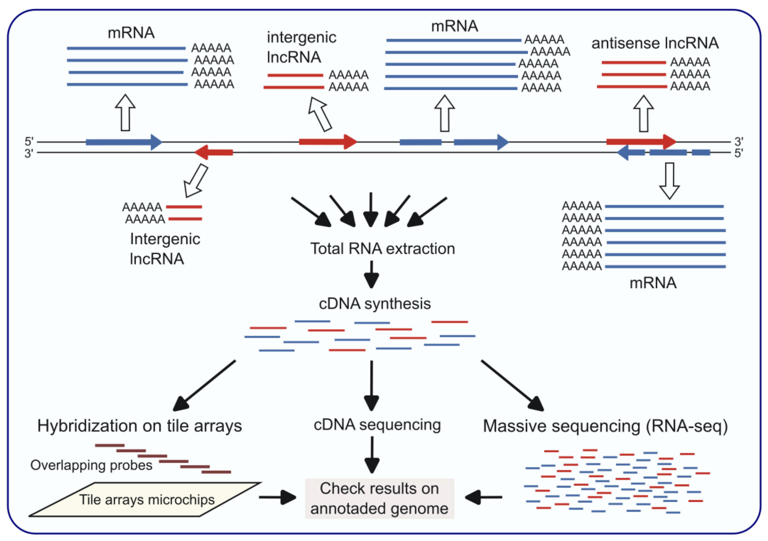 Preprints 171716 g001