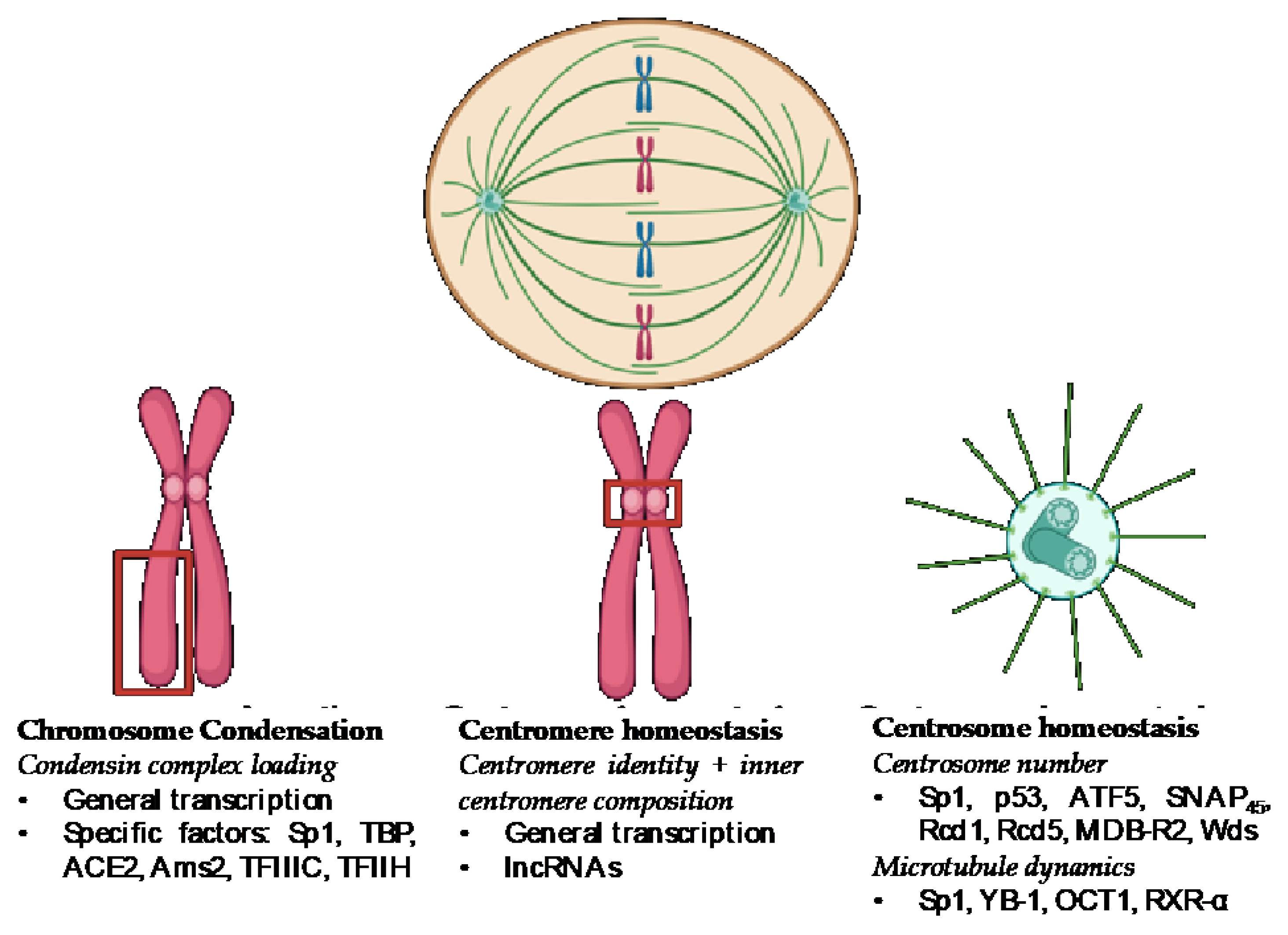 Preprints 148684 g001