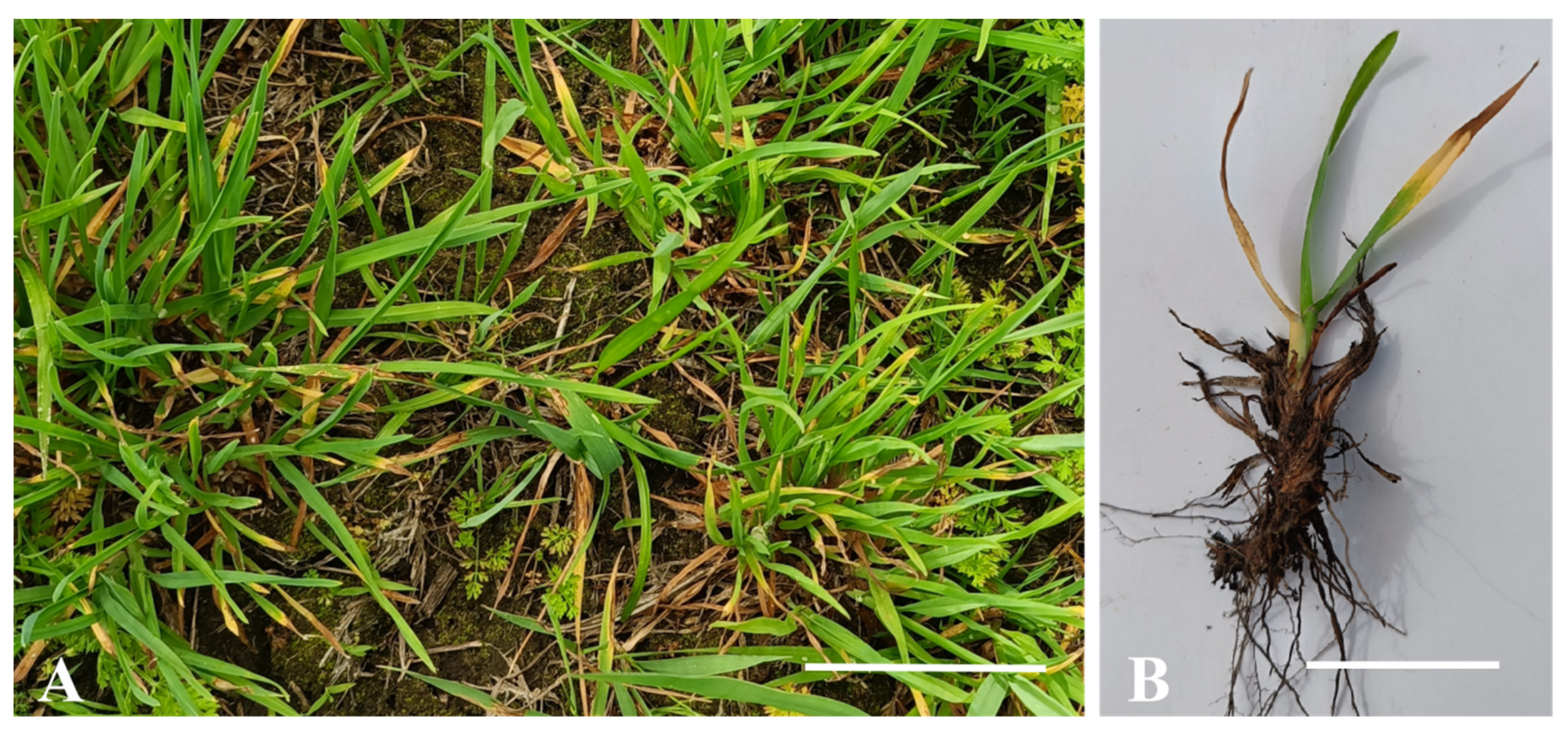 Preprints 200782 g001