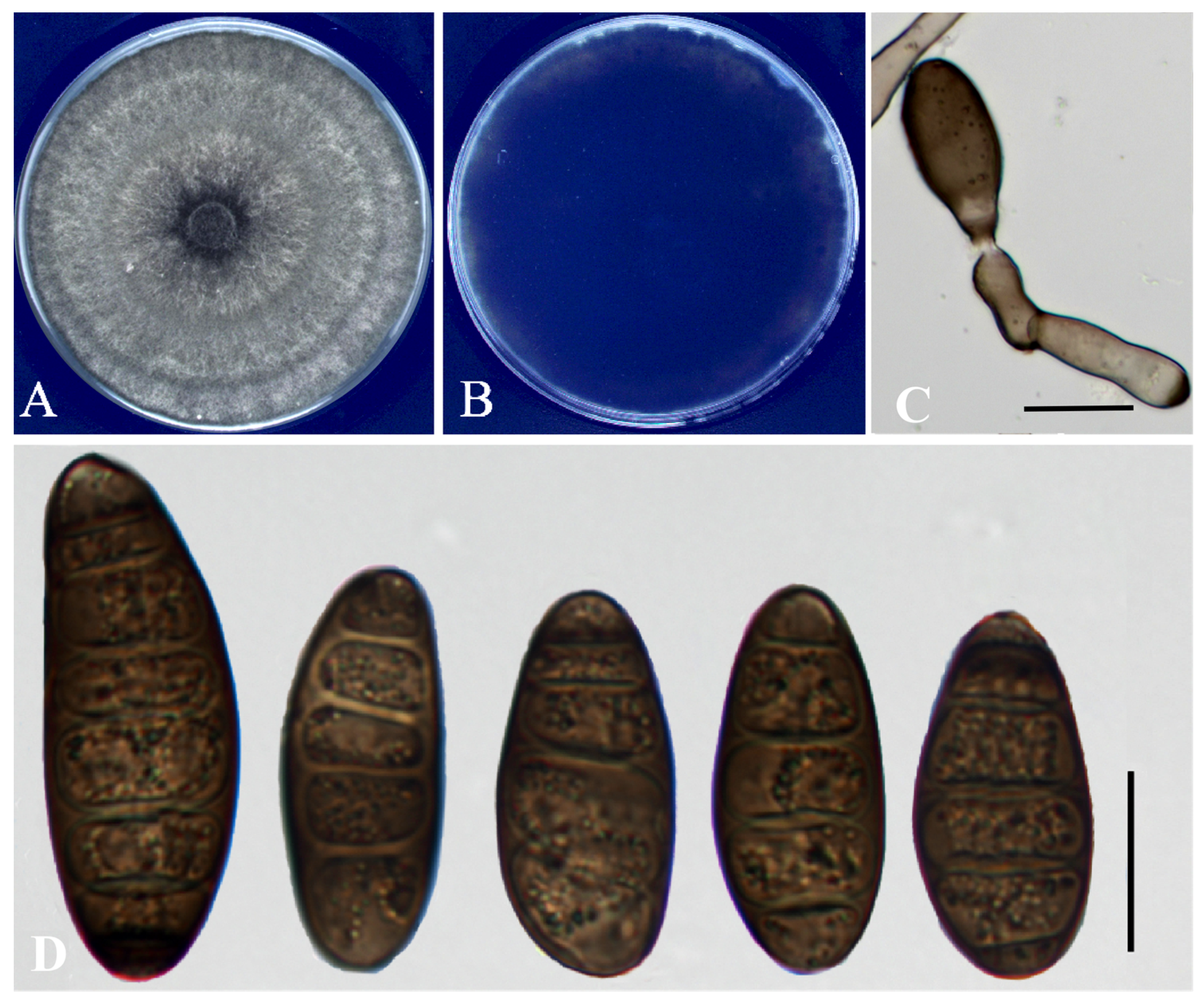 Preprints 200782 g002