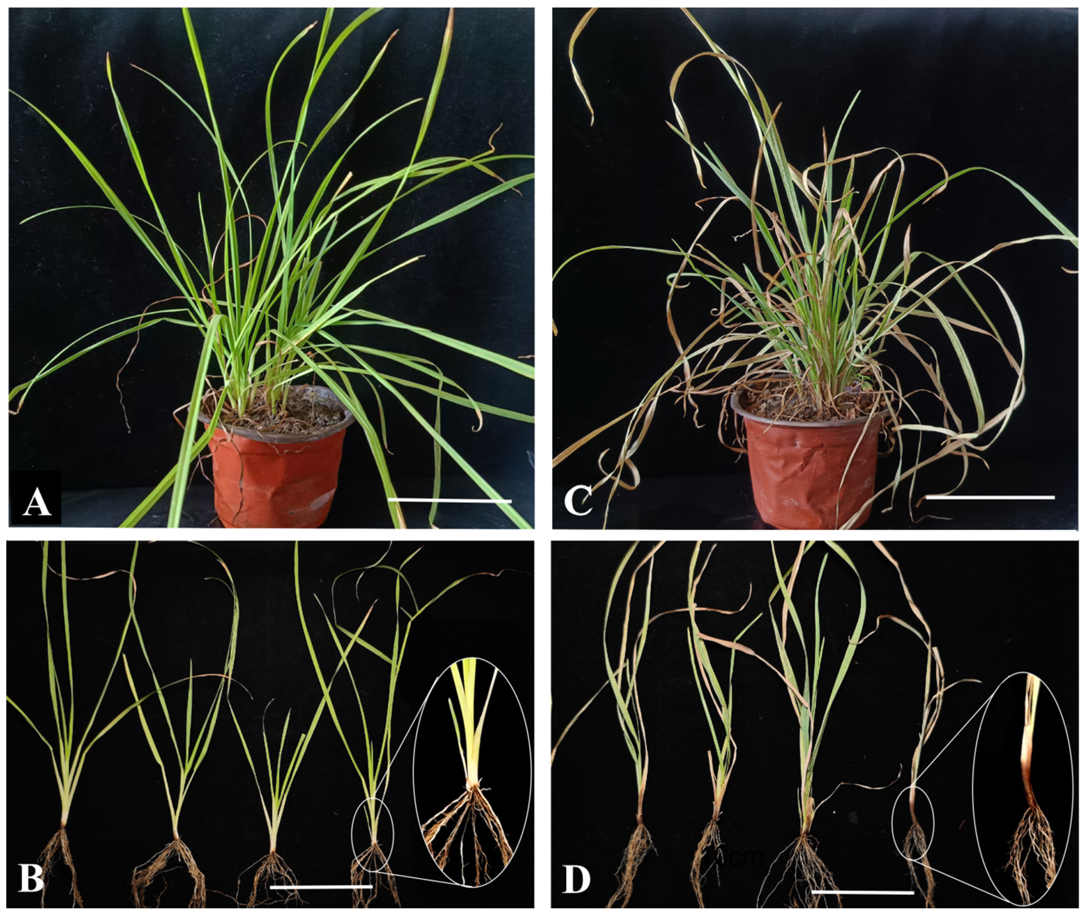 Preprints 200782 g004