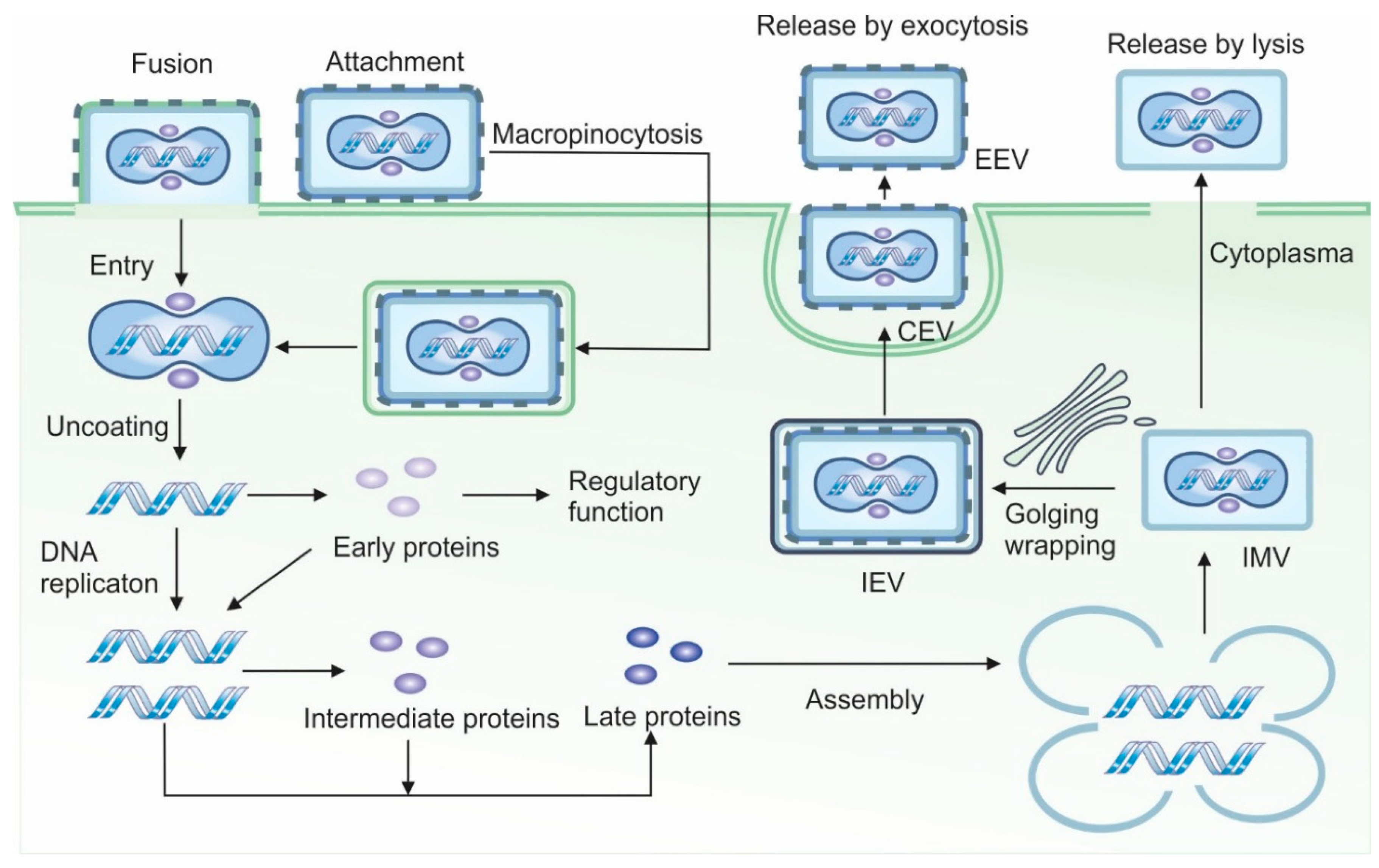 Preprints 163393 g001