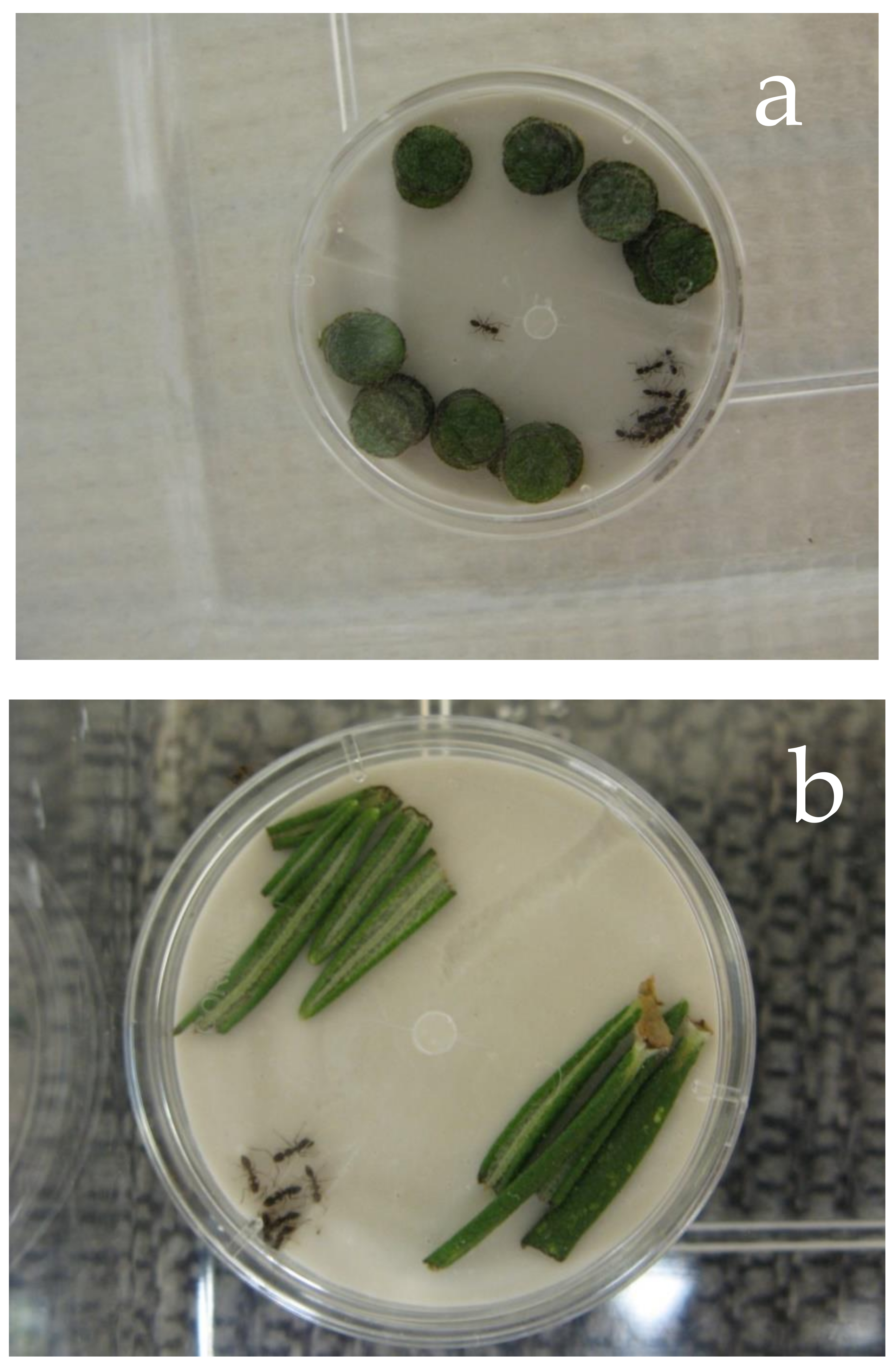 Preprints 116309 g001